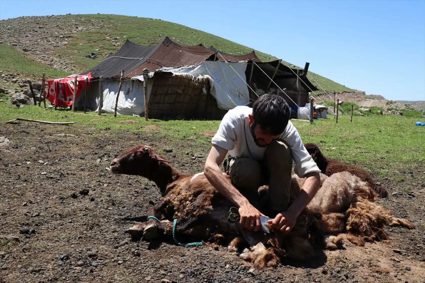 Ağrı'da kar geç eridi, göçerlerin yayla mesaisi geç başladı