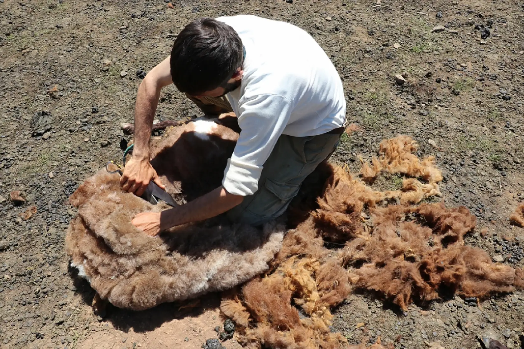 Ağrı'da kar geç eridi, göçerlerin yayla mesaisi geç başladı