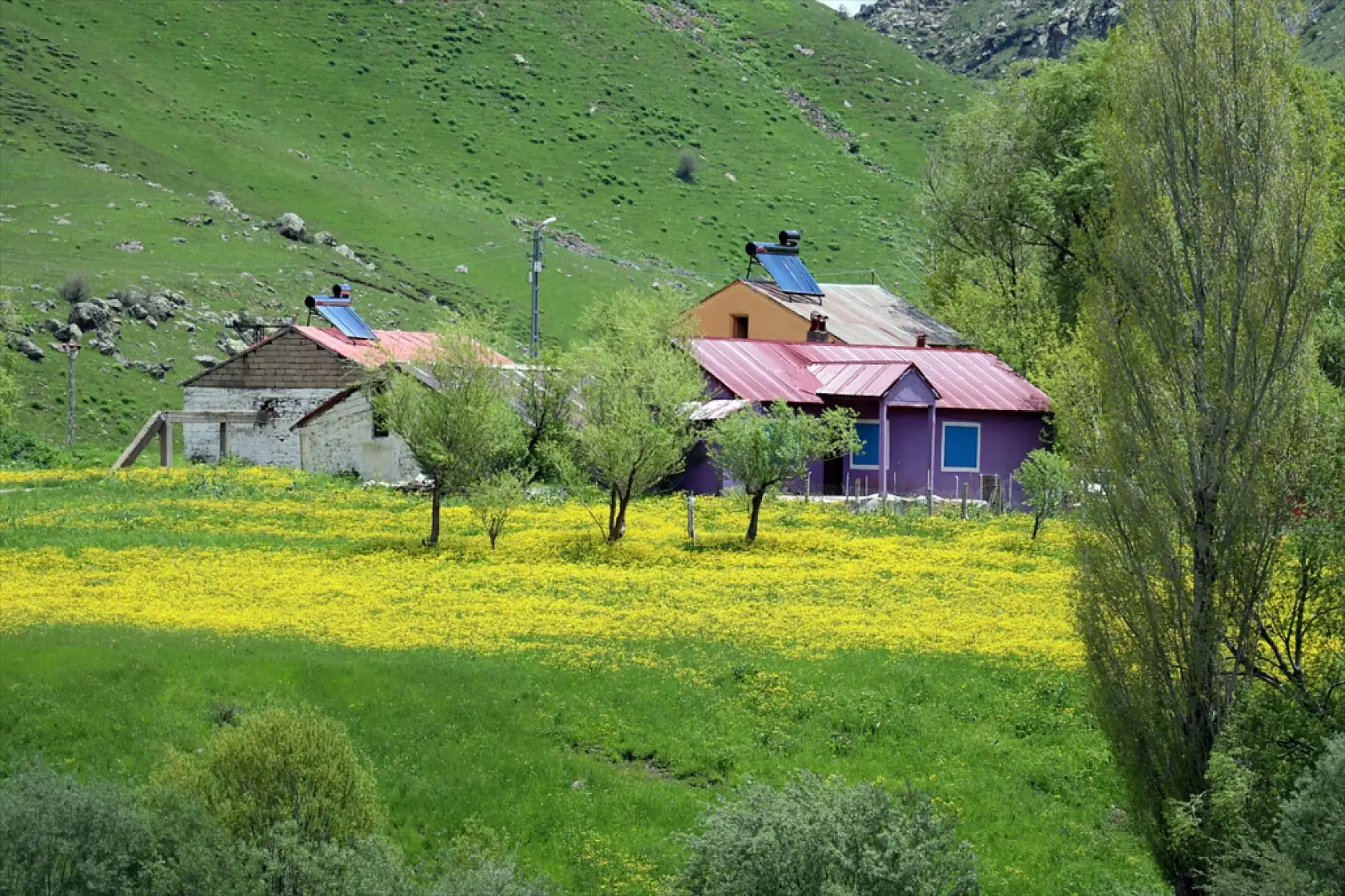 Ağrı'da sarı deniz görenleri büyülüyor