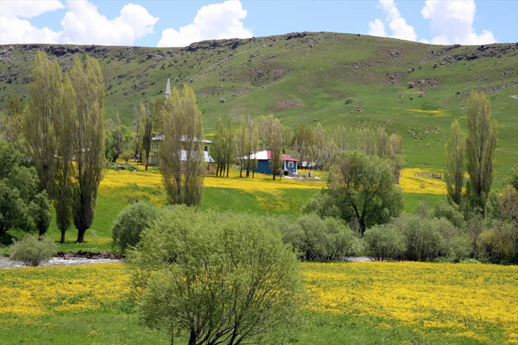 Ağrı'da sarı deniz görenleri büyülüyor