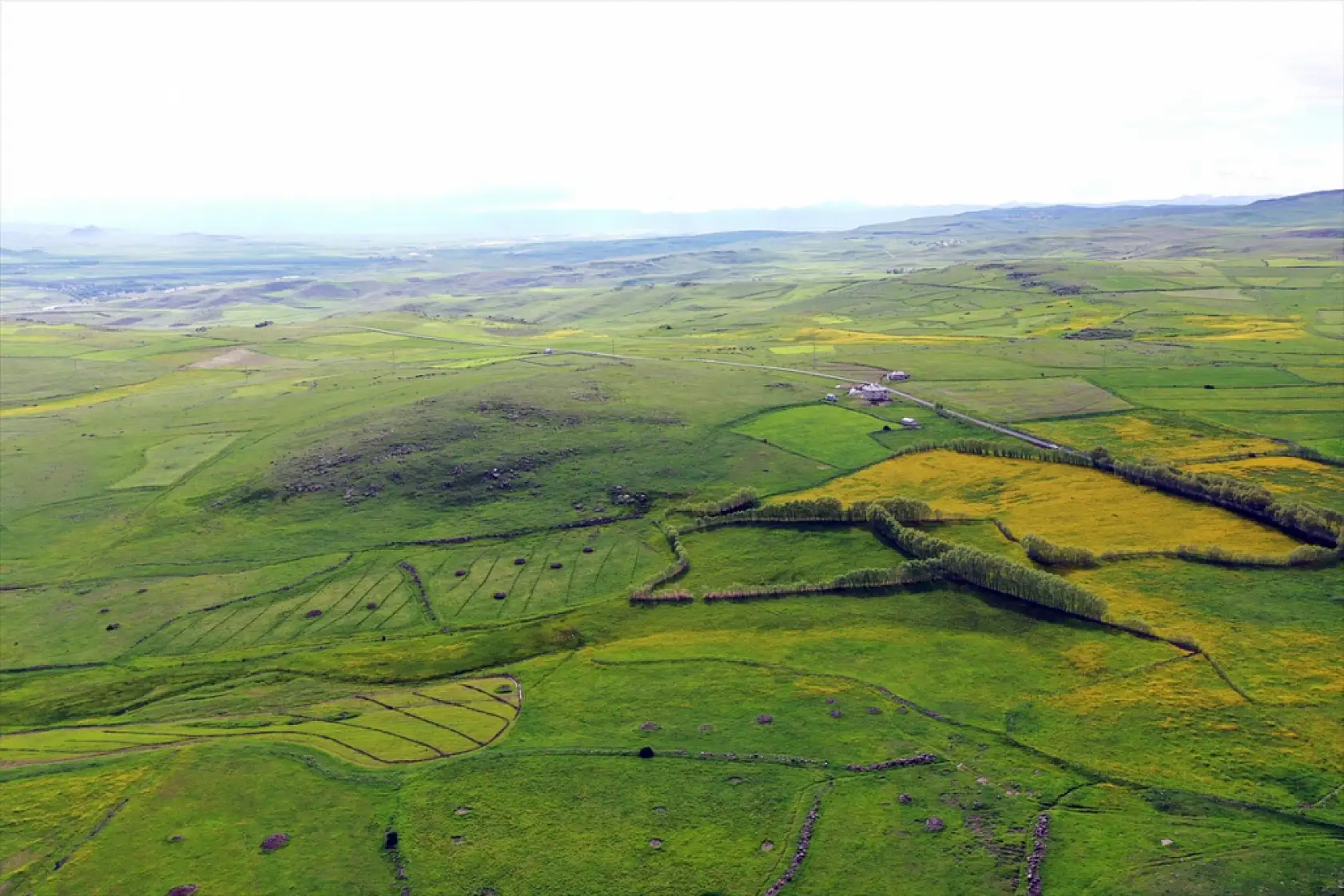 Ağrı'da sarı deniz görenleri büyülüyor