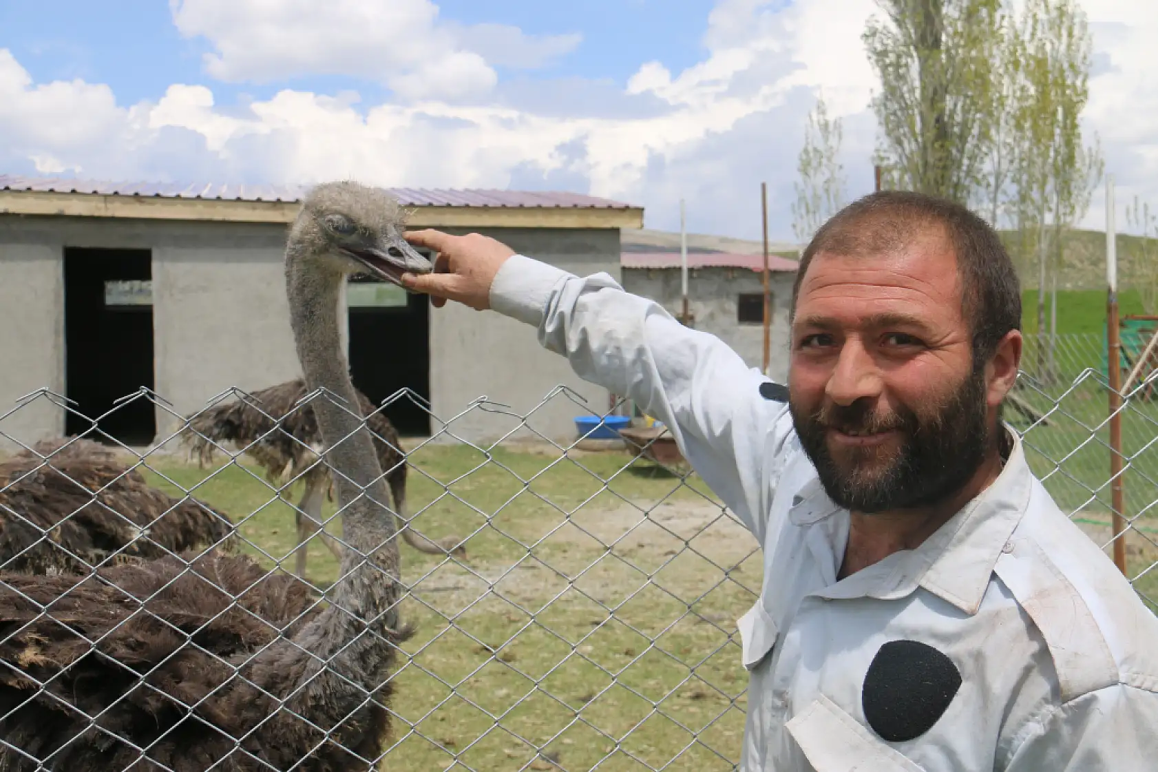 Ağrı'dan getirdi, Sivas'ta ilk oldu: Deve kuşlarıyla üretime hazırlanıyor