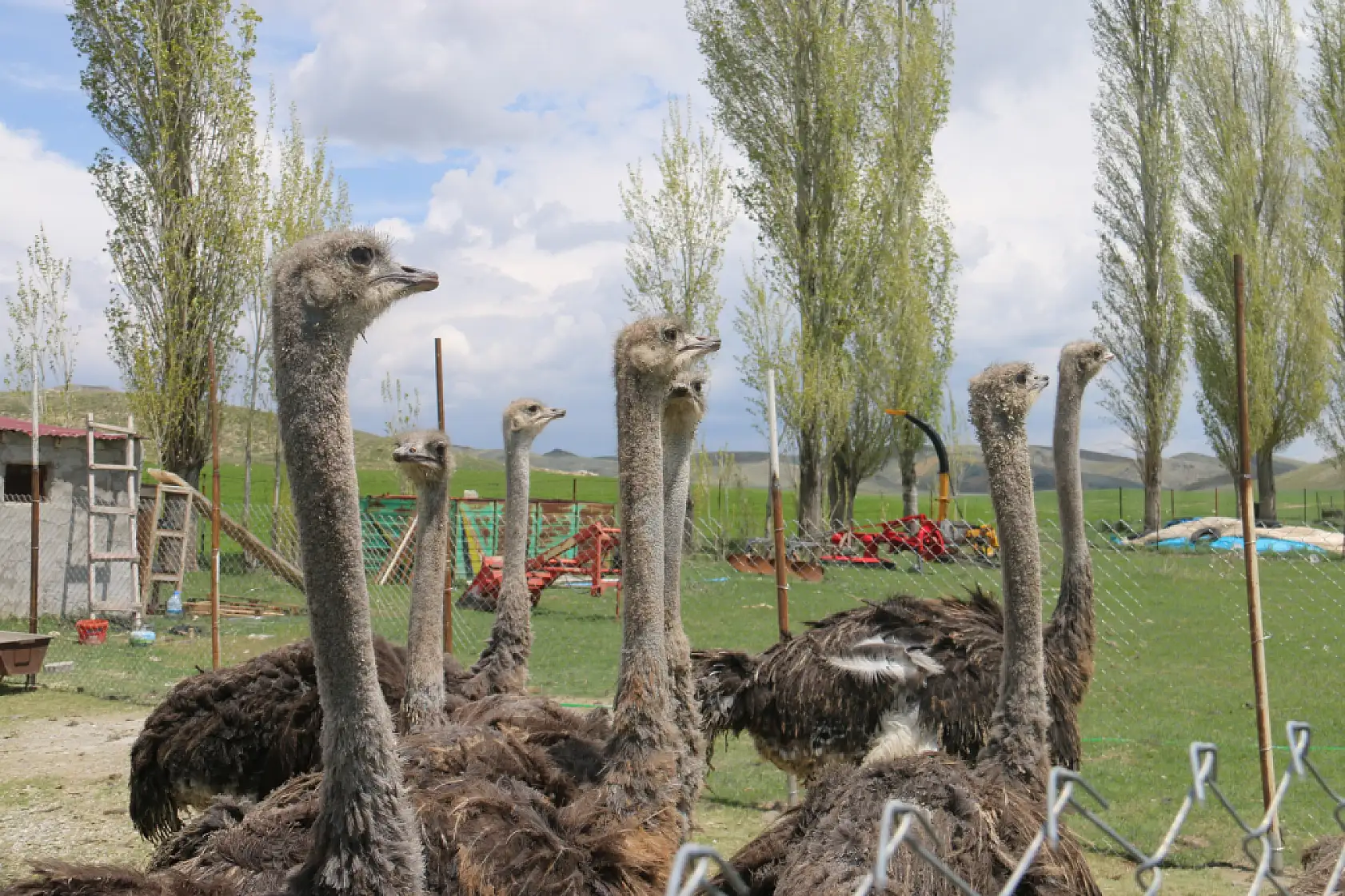 Ağrı'dan getirdi, Sivas'ta ilk oldu: Deve kuşlarıyla üretime hazırlanıyor