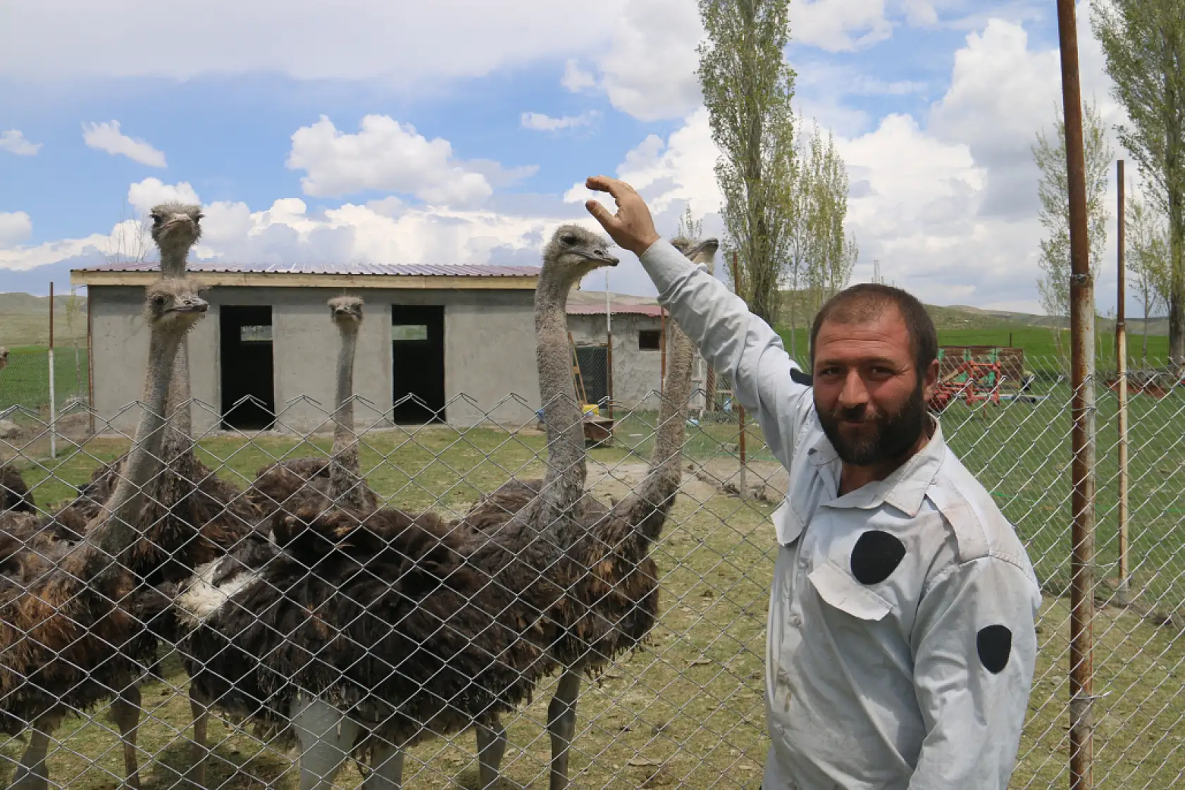 Ağrı'dan getirdi, Sivas'ta ilk oldu: Deve kuşlarıyla üretime hazırlanıyor