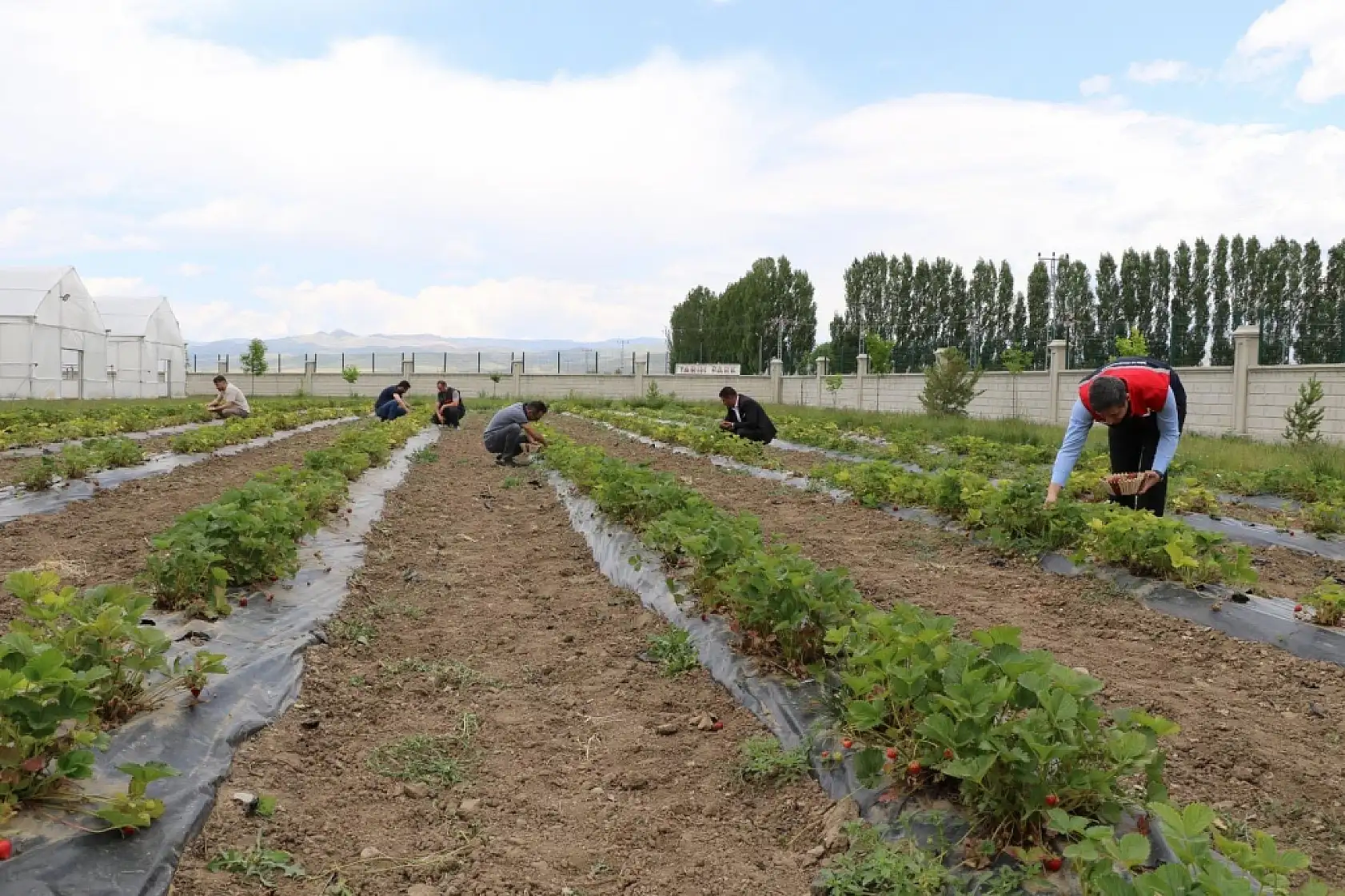Çiftçiye yeni umut: Ağrı'da çilek üretimi yaygınlaşıyor