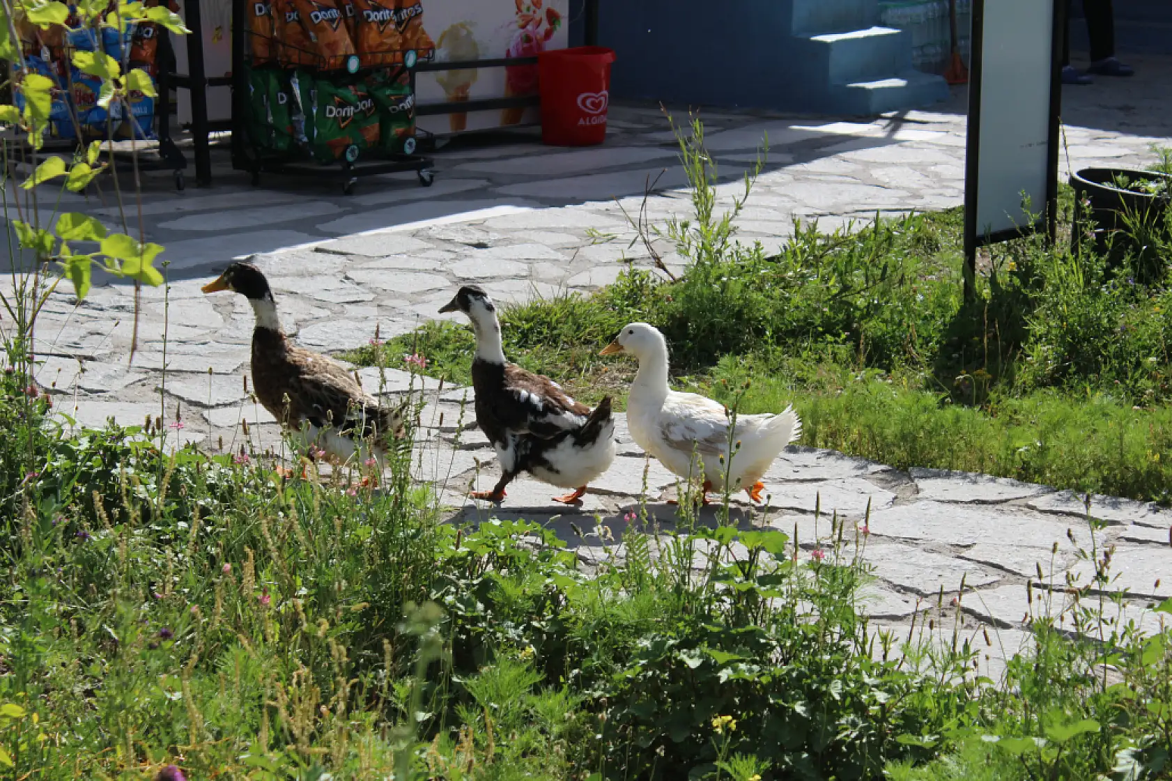Ağrı'da yeşil ve gölgeli alanlar yaz sıcağından kaçış noktası oldu