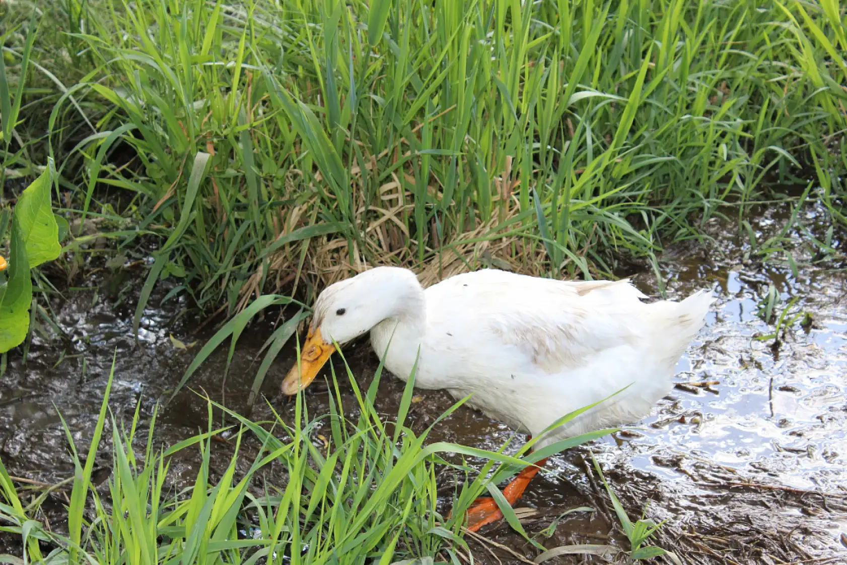 Ağrı'da yeşil ve gölgeli alanlar yaz sıcağından kaçış noktası oldu