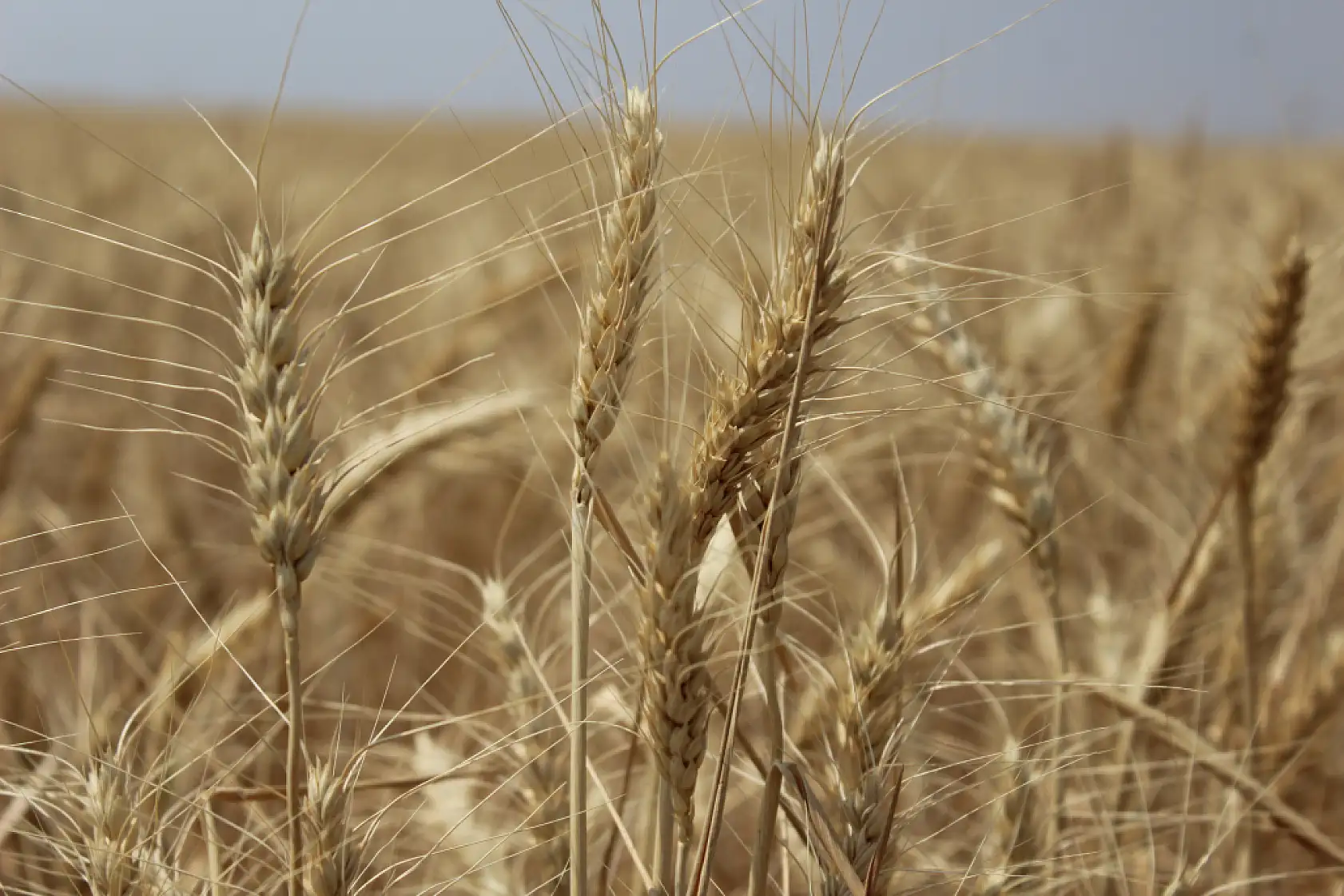 Vali Koç Buğday hasadına katıldı, Ağrı'nın tarımsal gücünü açıkladı
