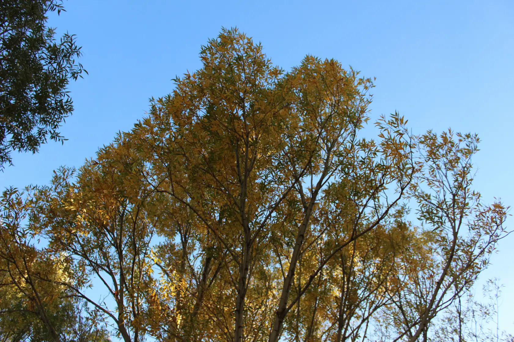 Taşlıçay'da sonbahar renkleri Bayraklı Tepe'de buluştu