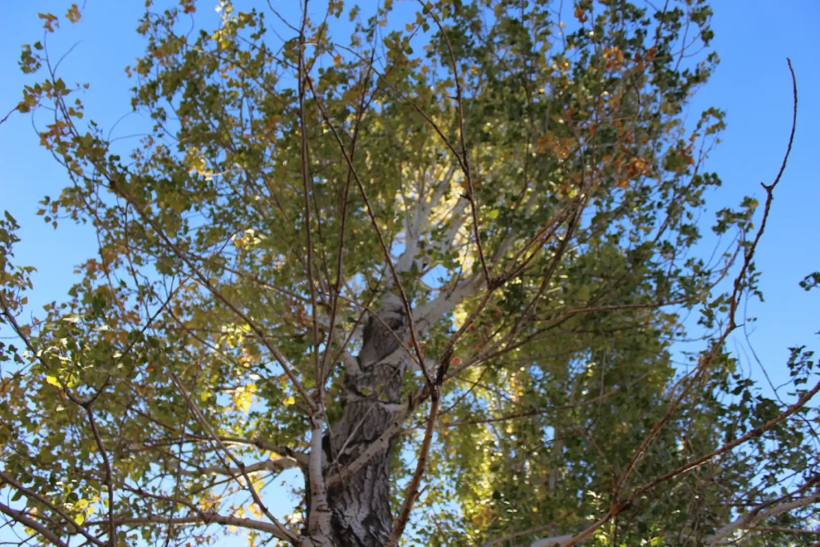 Taşlıçay'da sonbahar renkleri Bayraklı Tepe'de buluştu