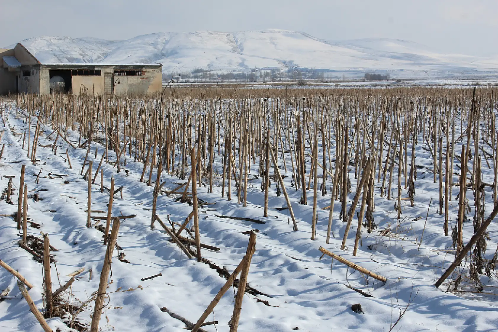 Ağrı'da ayçiçeklerinin kış hali