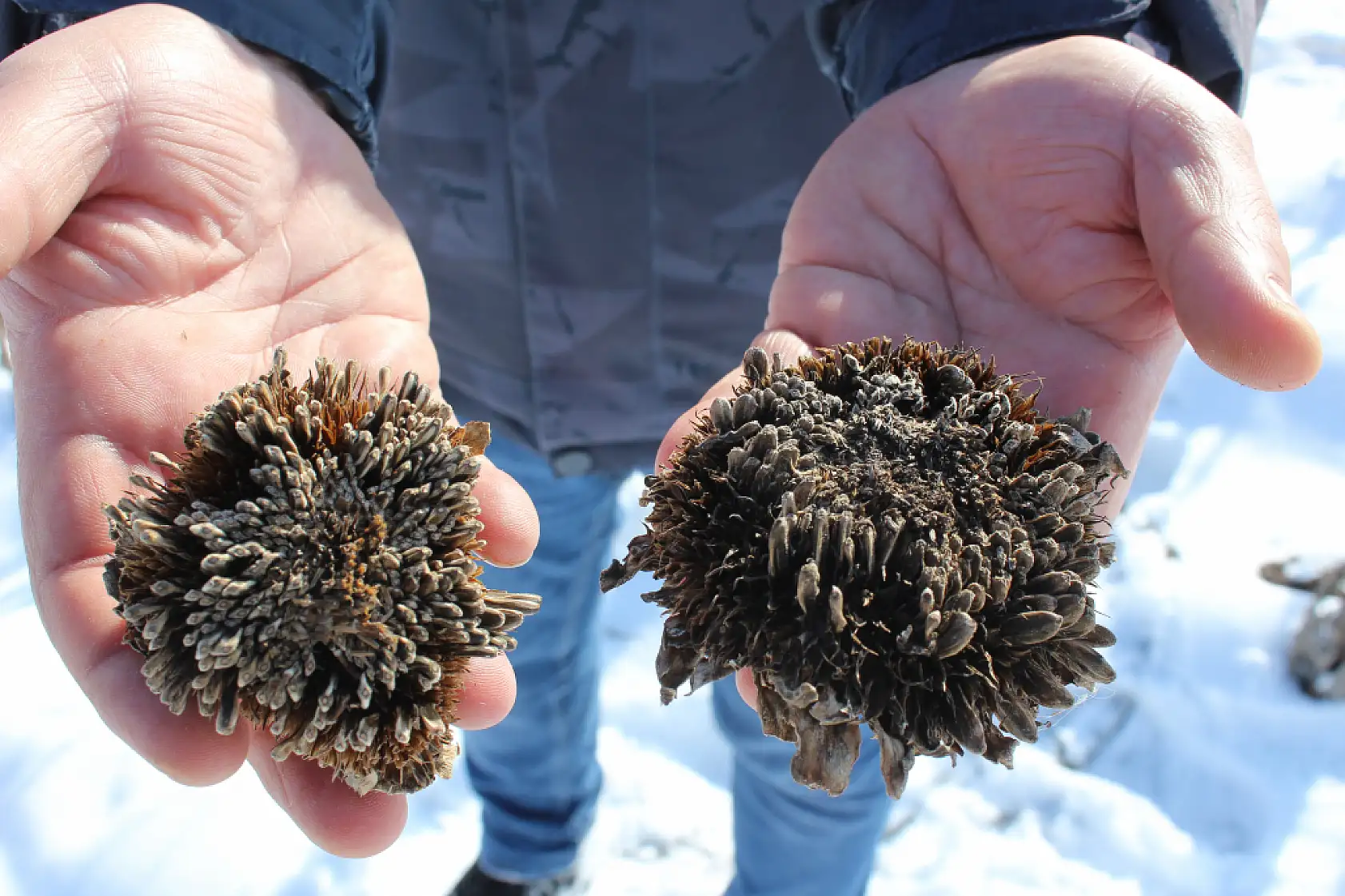Ağrı'da ayçiçeklerinin kış hali