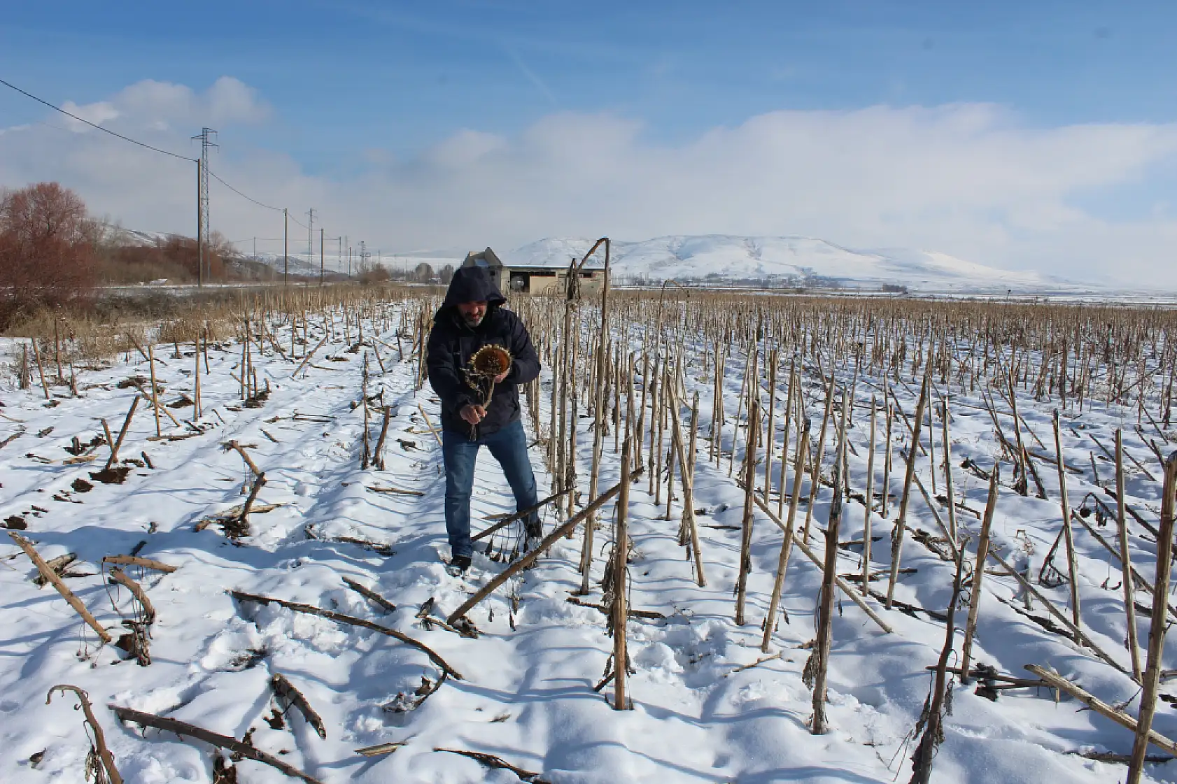 Ağrı'da ayçiçeklerinin kış hali