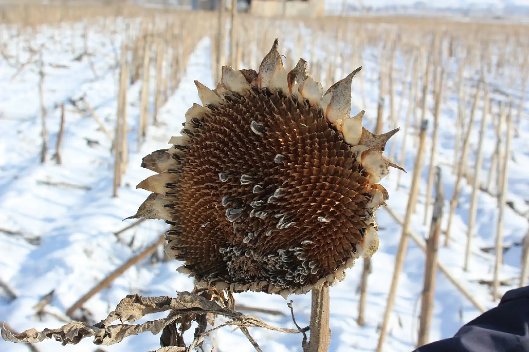 Ağrı'da ayçiçeklerinin kış hali