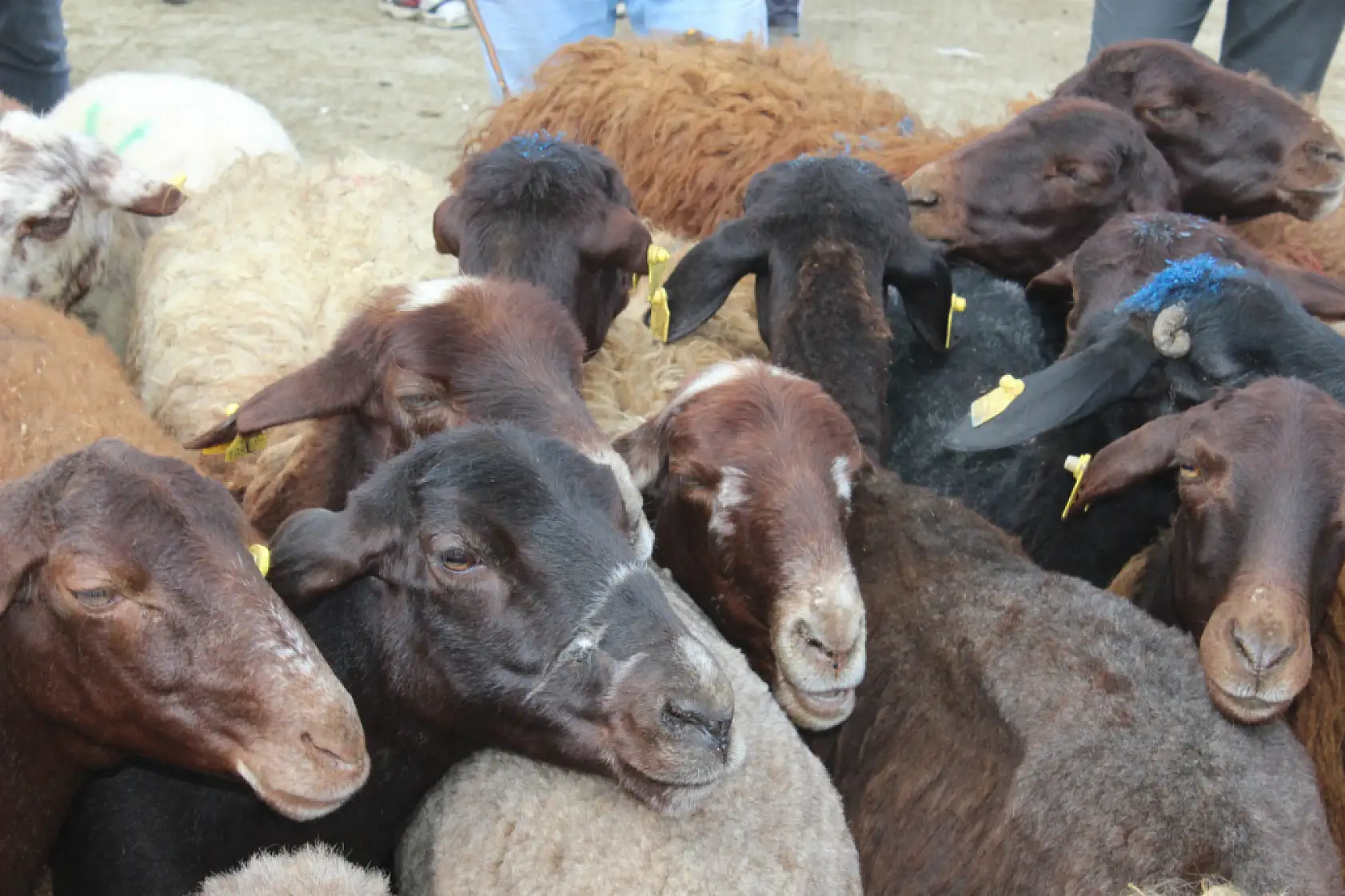 Kurban pazarı Ağrı'da hareketlendi: Son gün yoğunluğu yüzleri güldürdü
