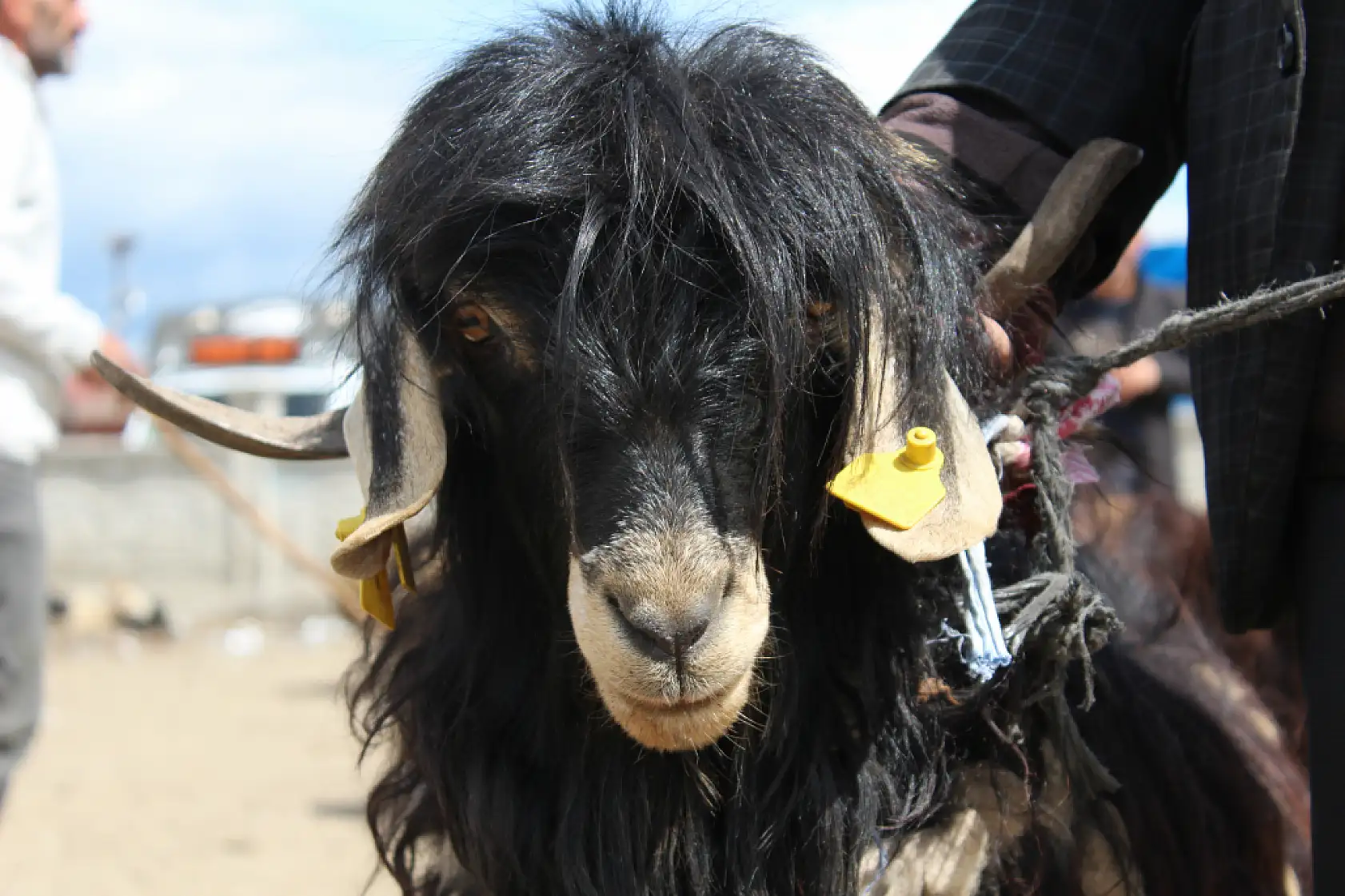 Kurban pazarı Ağrı'da hareketlendi: Son gün yoğunluğu yüzleri güldürdü