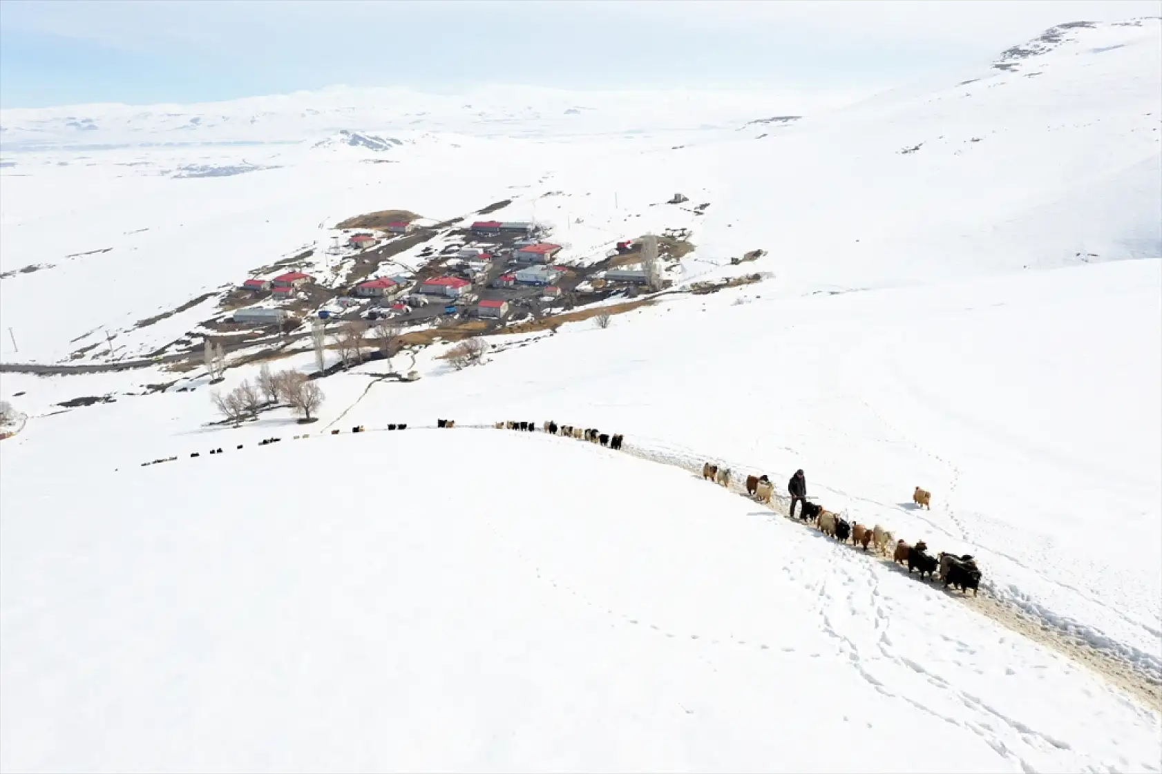 Ağrı'da küçükbaşlar karlı dağlarda tek sıra ilerliyor