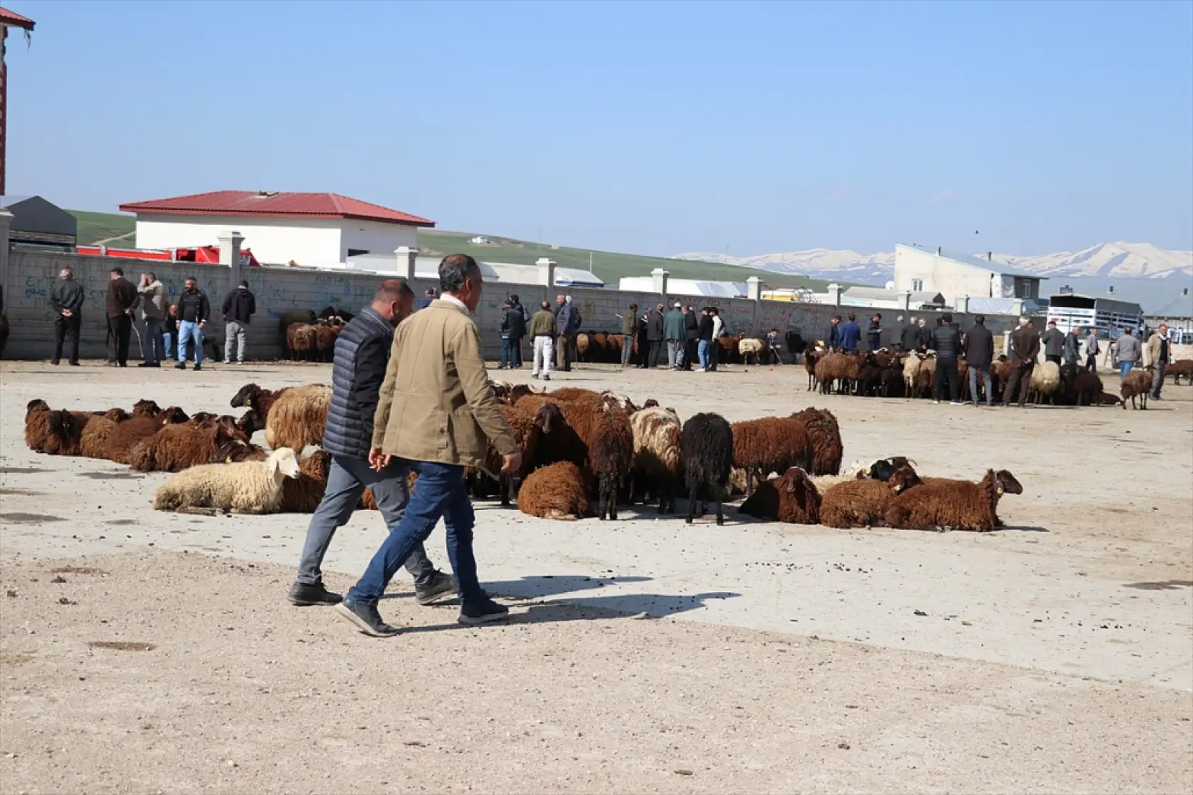 Kurban Bayramı yaklaşırken Ağrı hayvan borsası dolup taştı