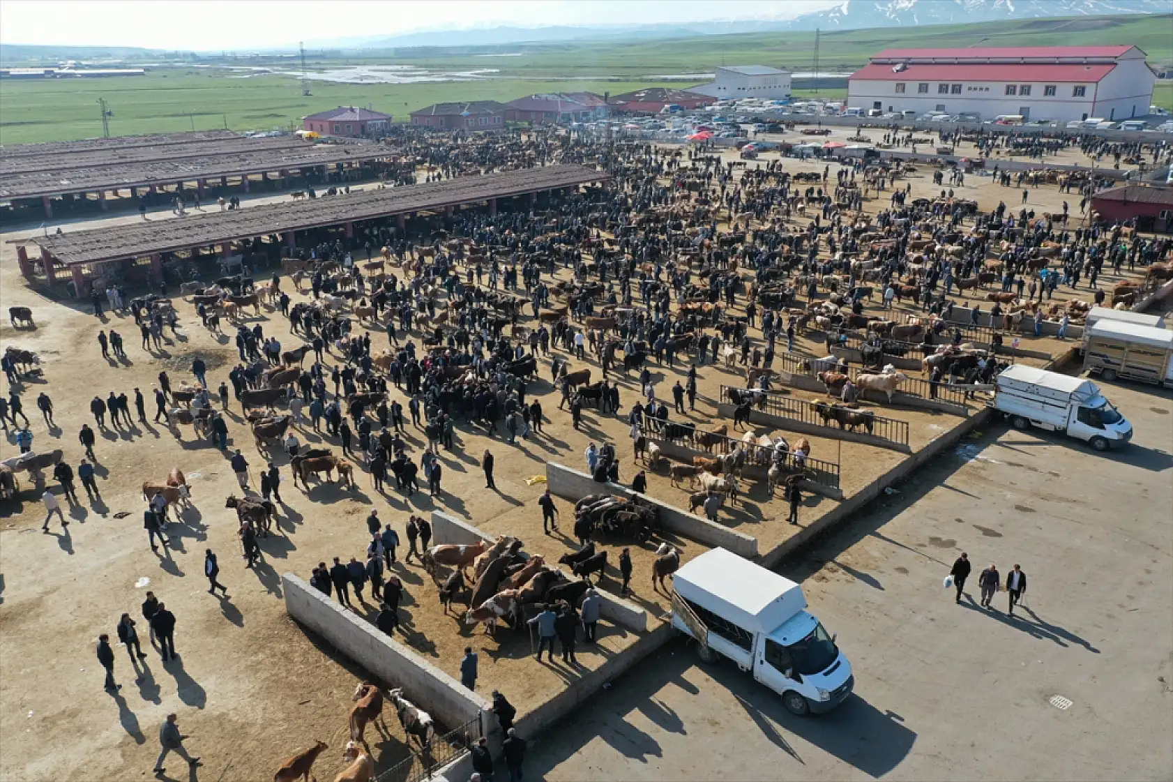 Kurban Bayramı yaklaşırken Ağrı hayvan borsası dolup taştı