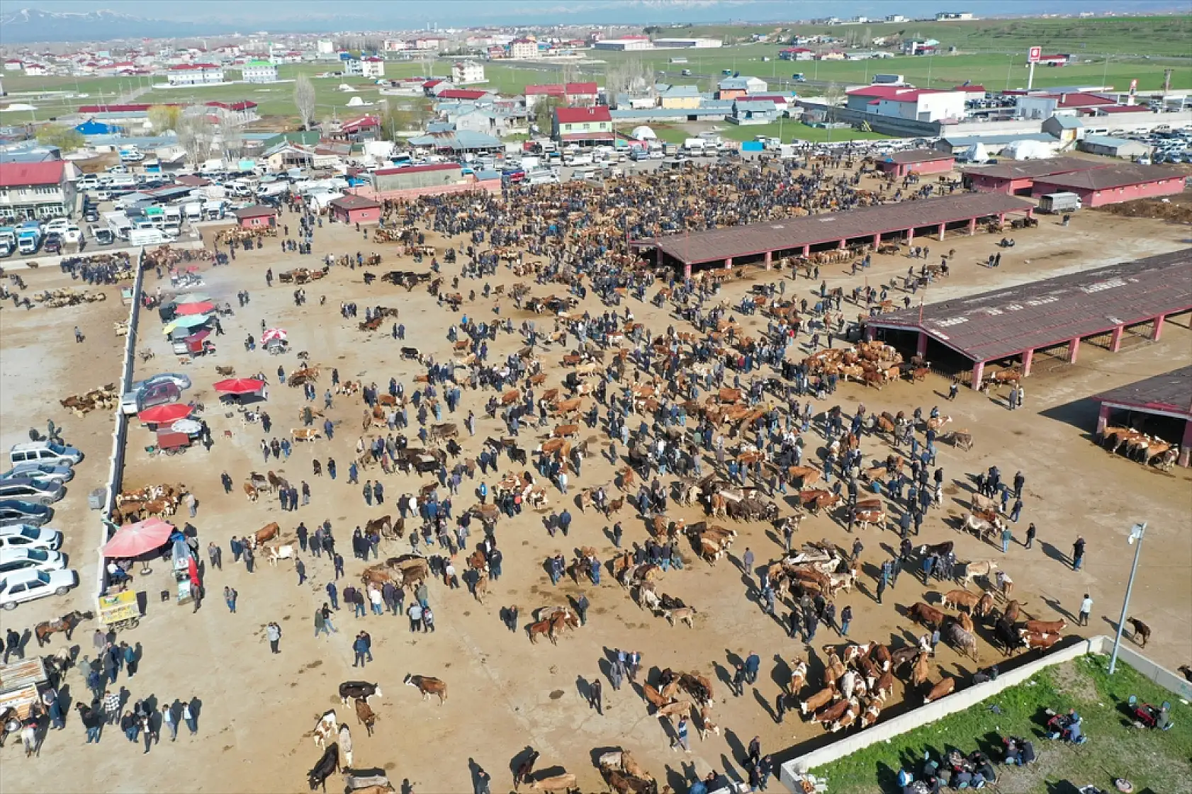 Kurban Bayramı yaklaşırken Ağrı hayvan borsası dolup taştı