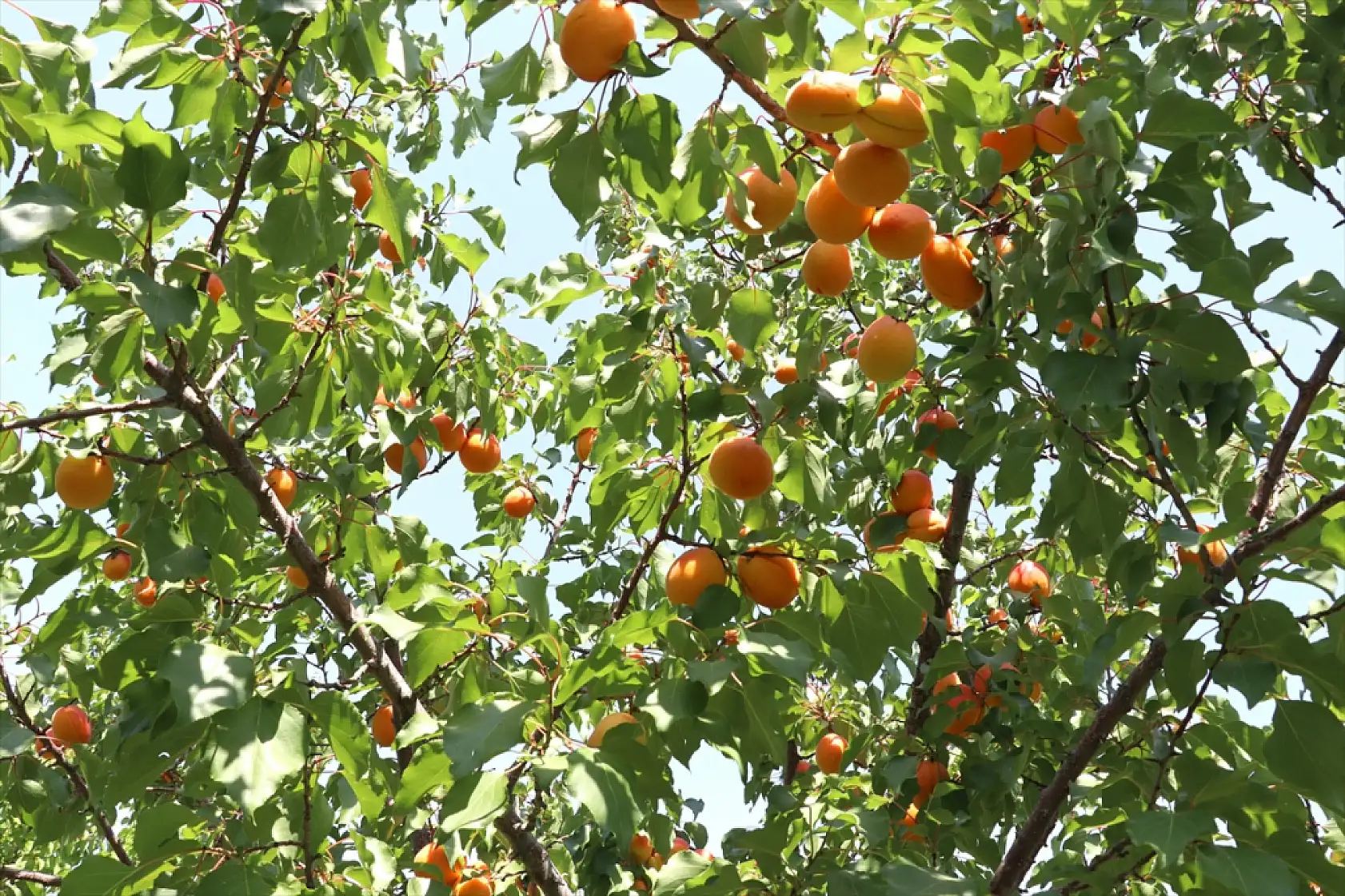 Çorak araziyi cennete çevirdi! Ağrı Dağı eteklerinde görenler hayran kalıyor