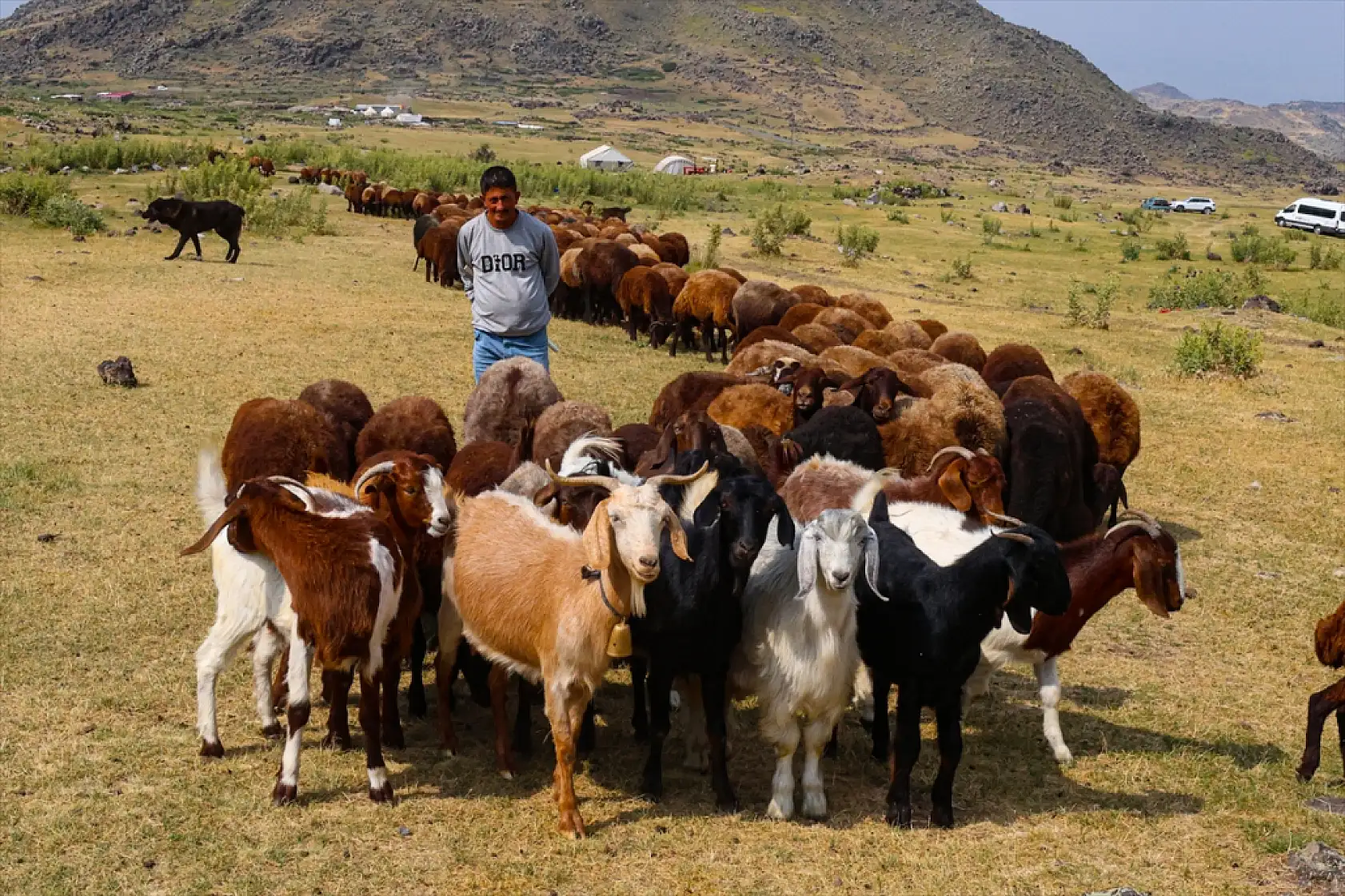 Ağrı Dağı eteklerinde ot bereketi: Yaylalar yeniden canlandı