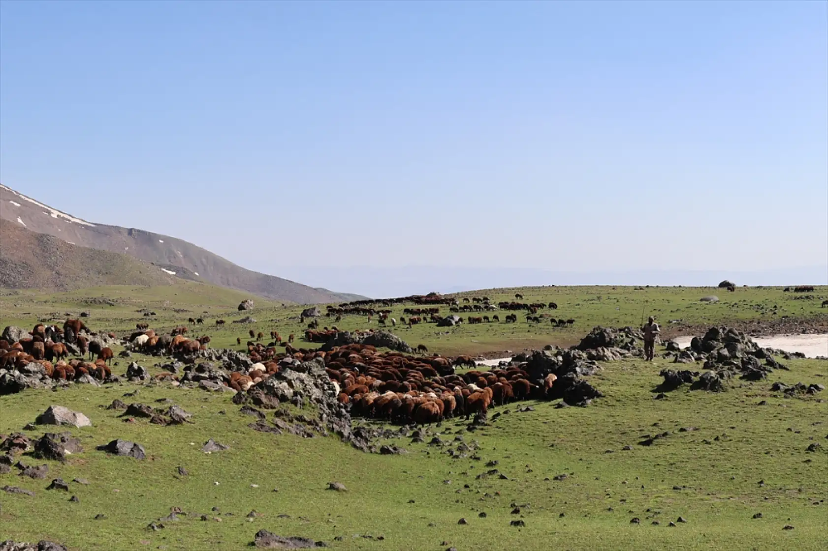 Ağrı Dağı eteklerinde ot bereketi: Yaylalar yeniden canlandı