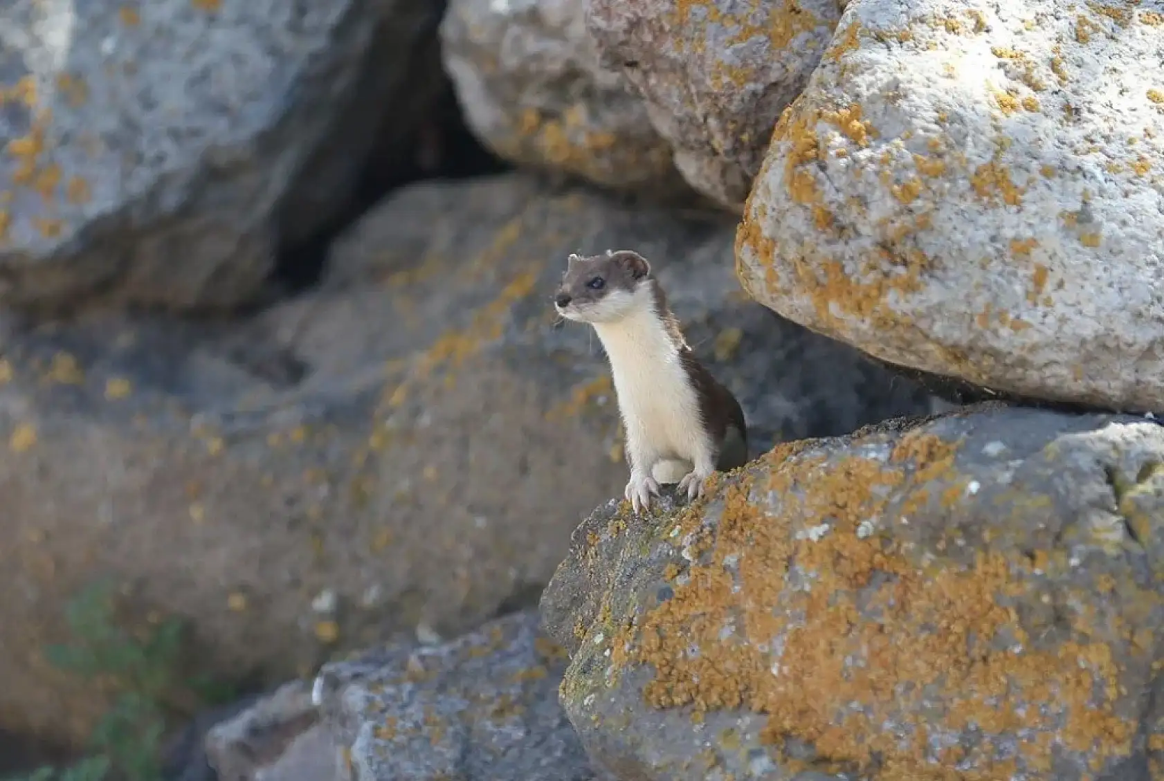 Doğada nadir rastlanıyor: Kars kırsalında görüntülendi