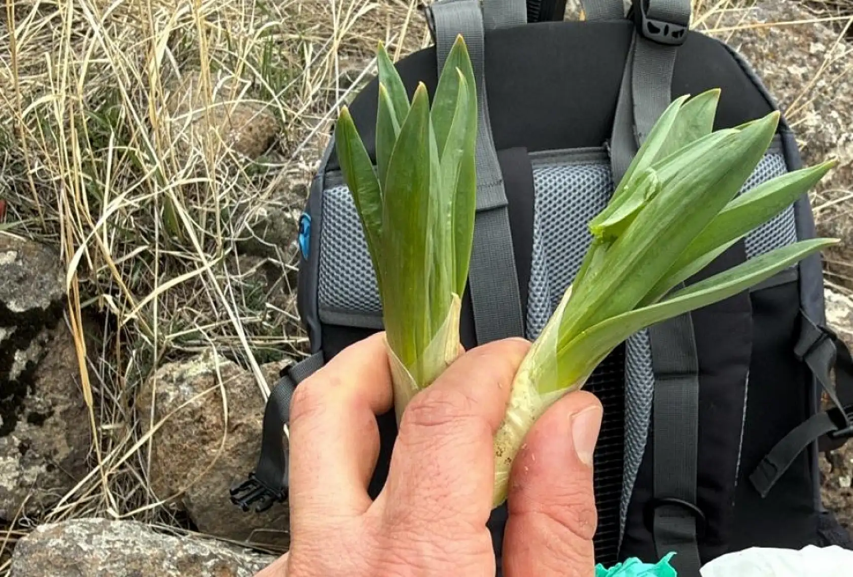 Ağrı Dağı eteklerinde hem gezdiler hem çiriş otu topladılar