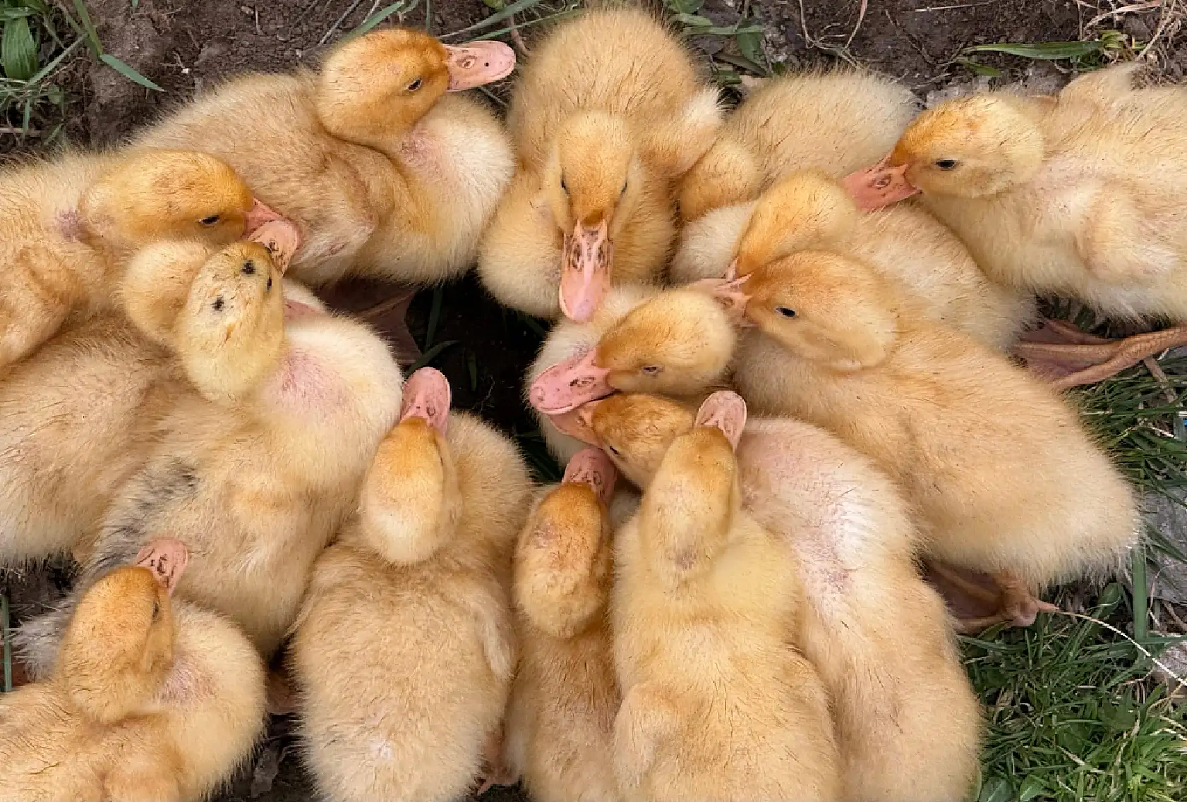 Ağrı Saklı Bahçe'de bahar başladı ördek yavruları doğaya renk kattı