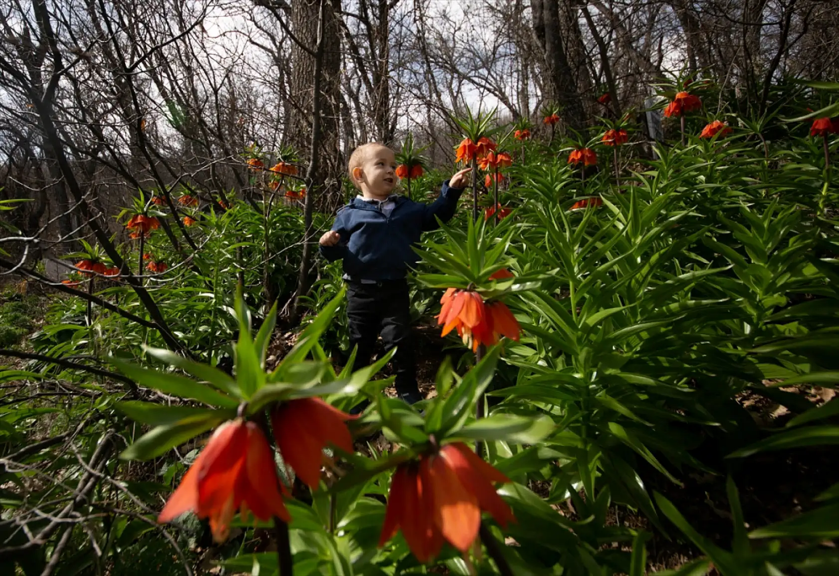 Doğanın zarif mucizesi ters laleler göz kamaştırdı