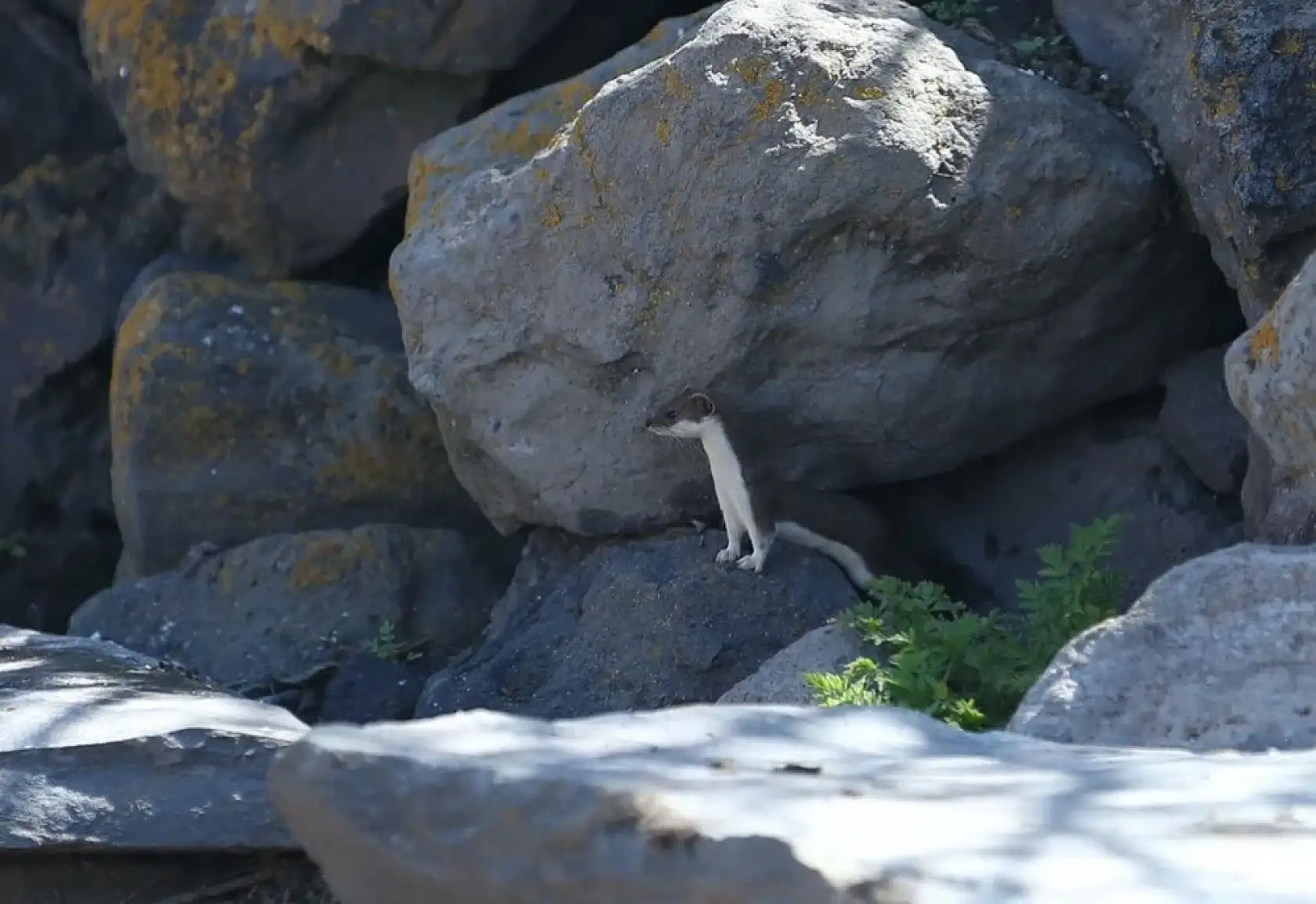 Doğada nadir rastlanıyor: Kars kırsalında görüntülendi