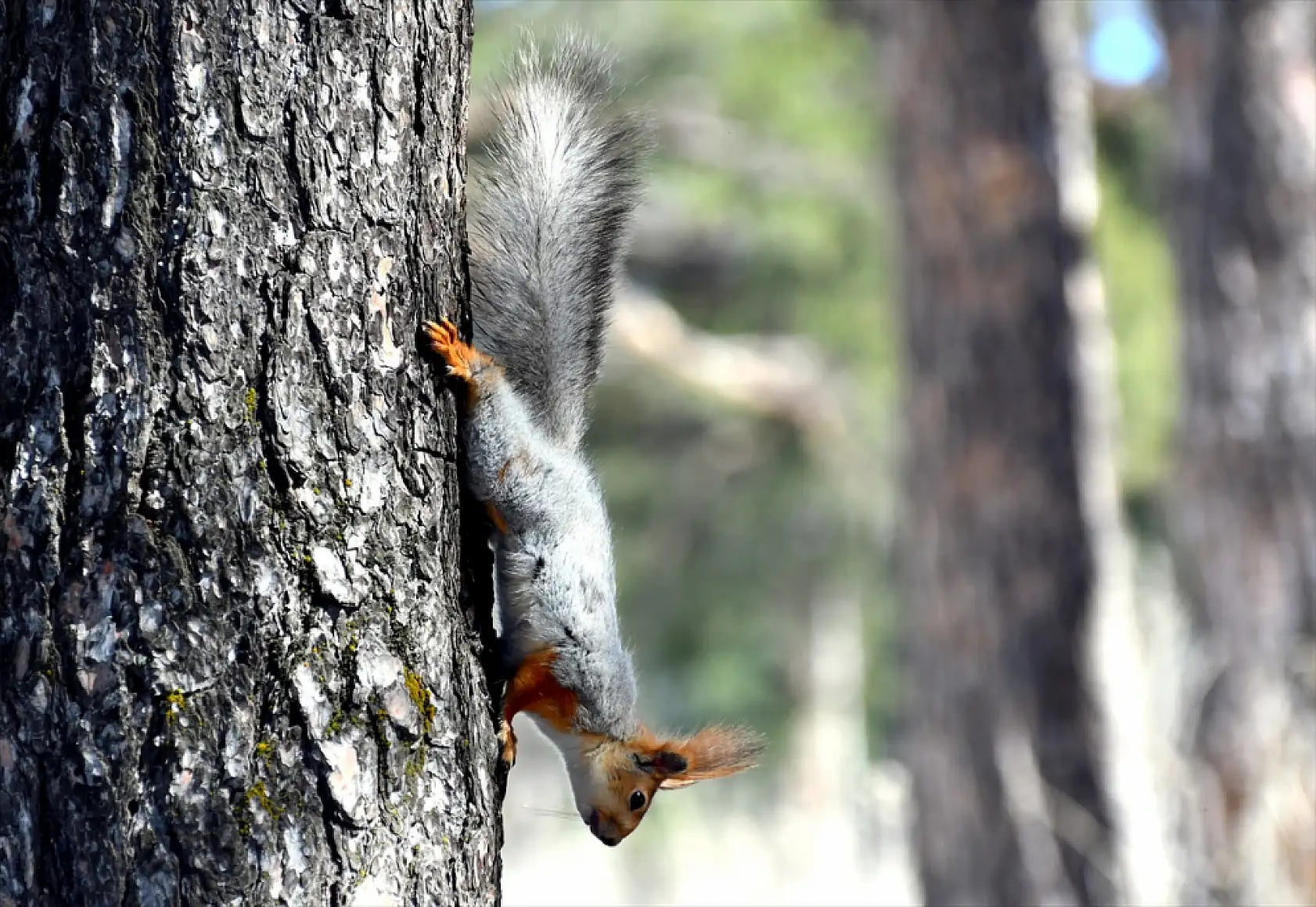 Sarıkamış'ta baharın habercisi kızıl sincaplar görüldü