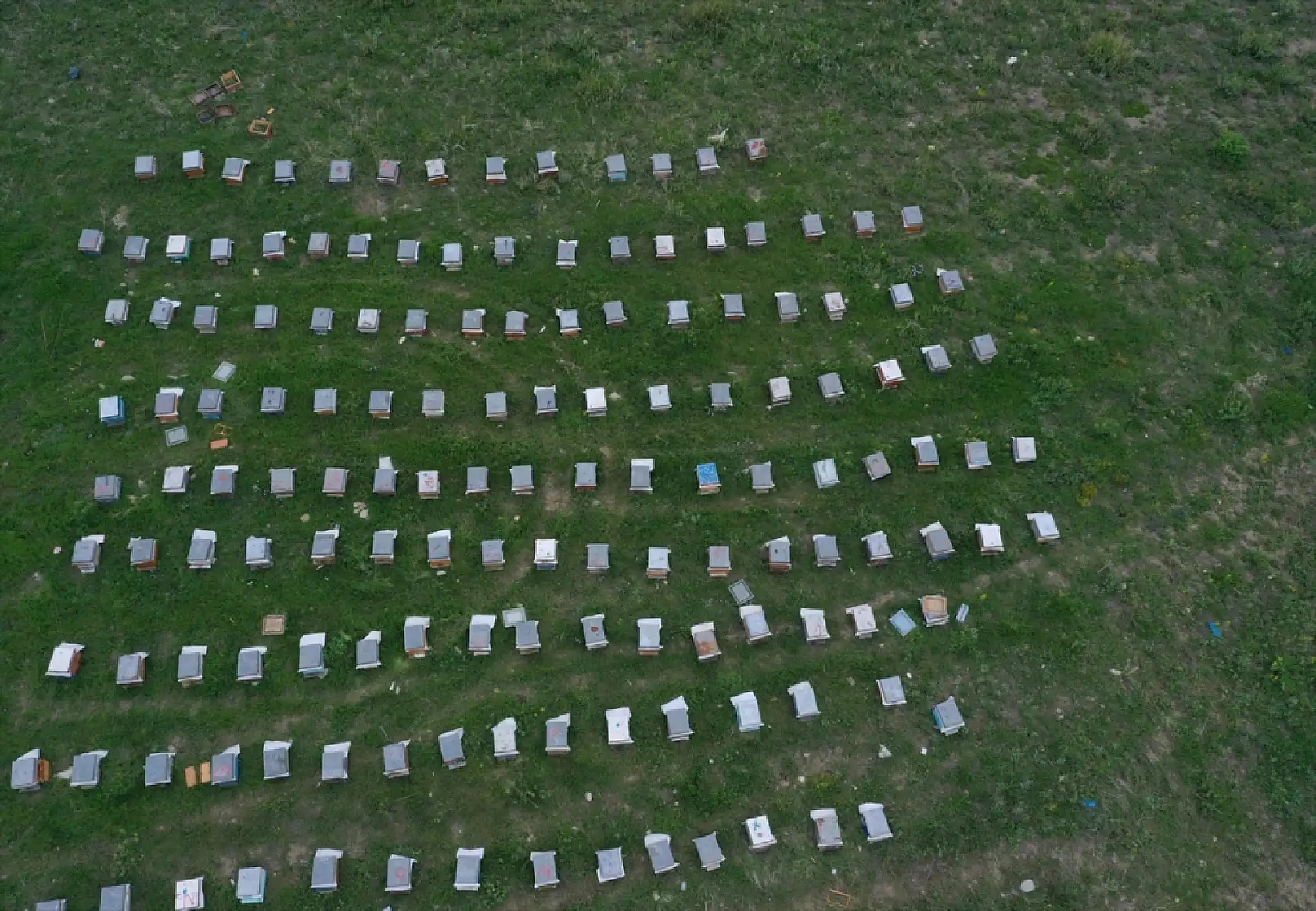 Arıya âşık Ordulu üç kardeş, Ağrı'nın dağlarında bal mesaisinde