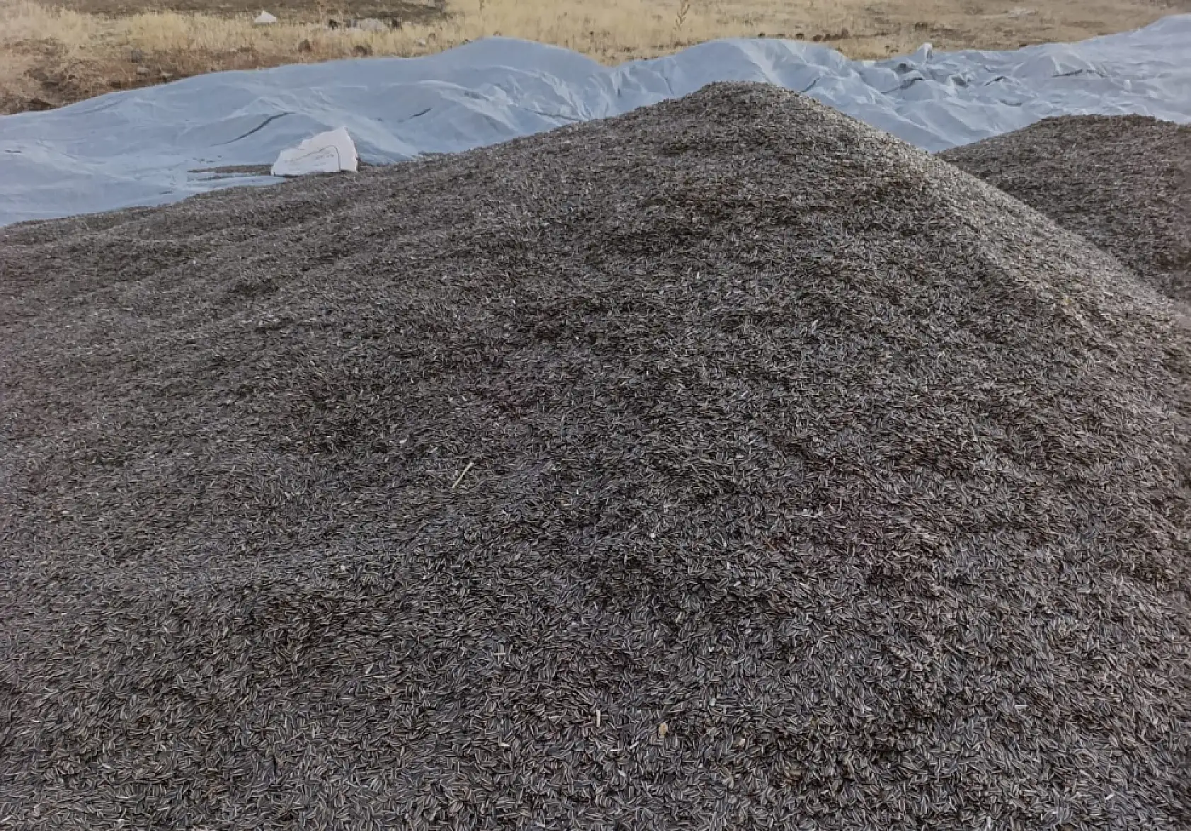 Çukuralan Köyü'nde ay çekirdeği tarlaları hareketlendi