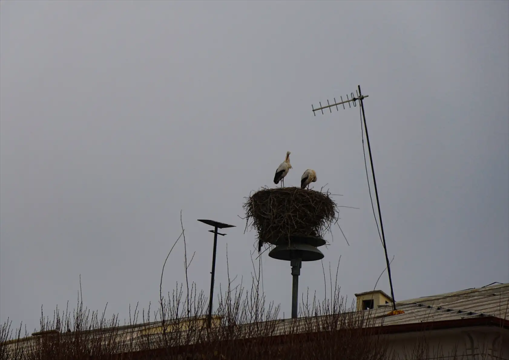 Ağrı Dağı ve çevresindeki iklim değişikliği, leyleklerin kış göçünü engelliyor