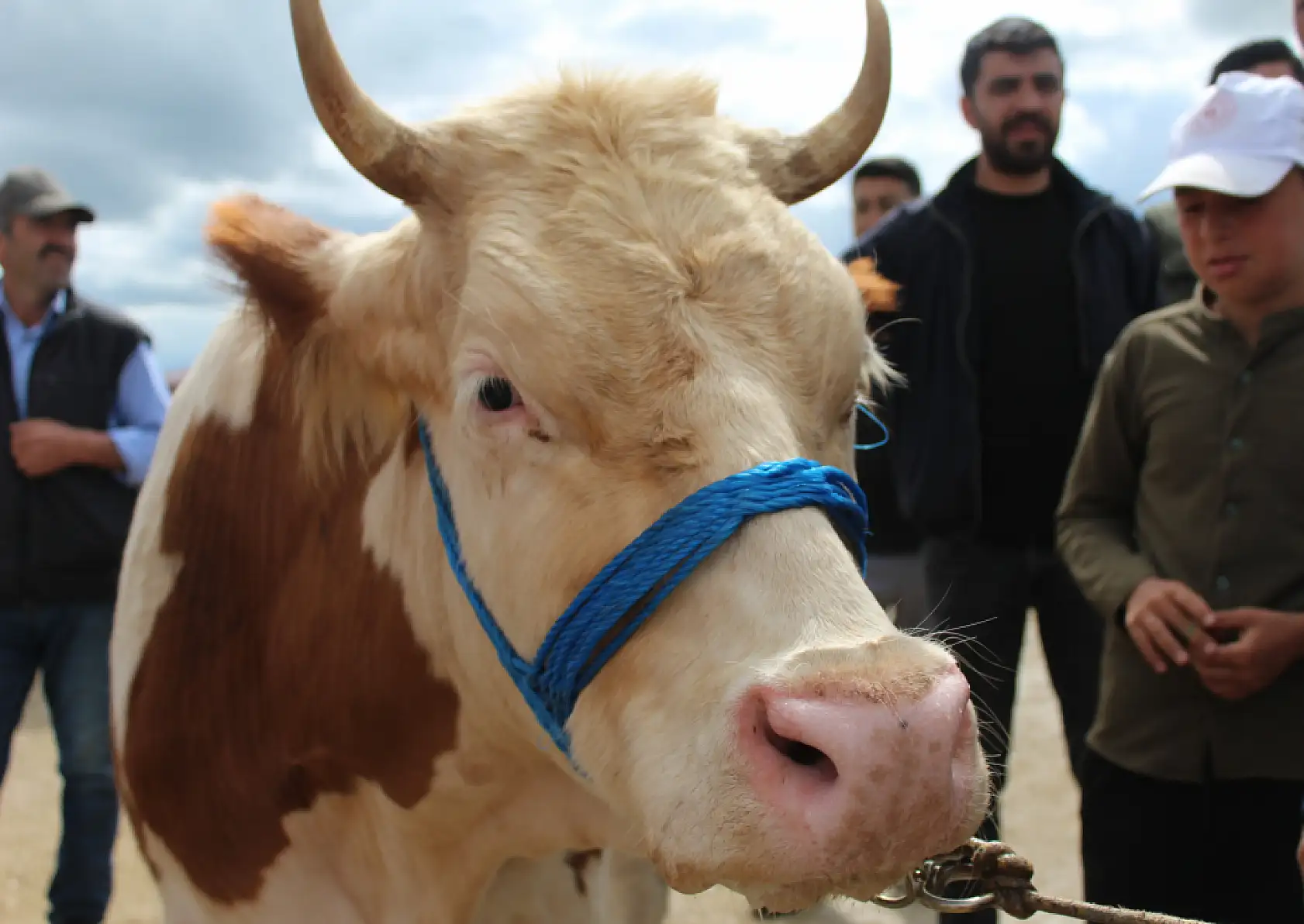 Kurban pazarı Ağrı'da hareketlendi: Son gün yoğunluğu yüzleri güldürdü