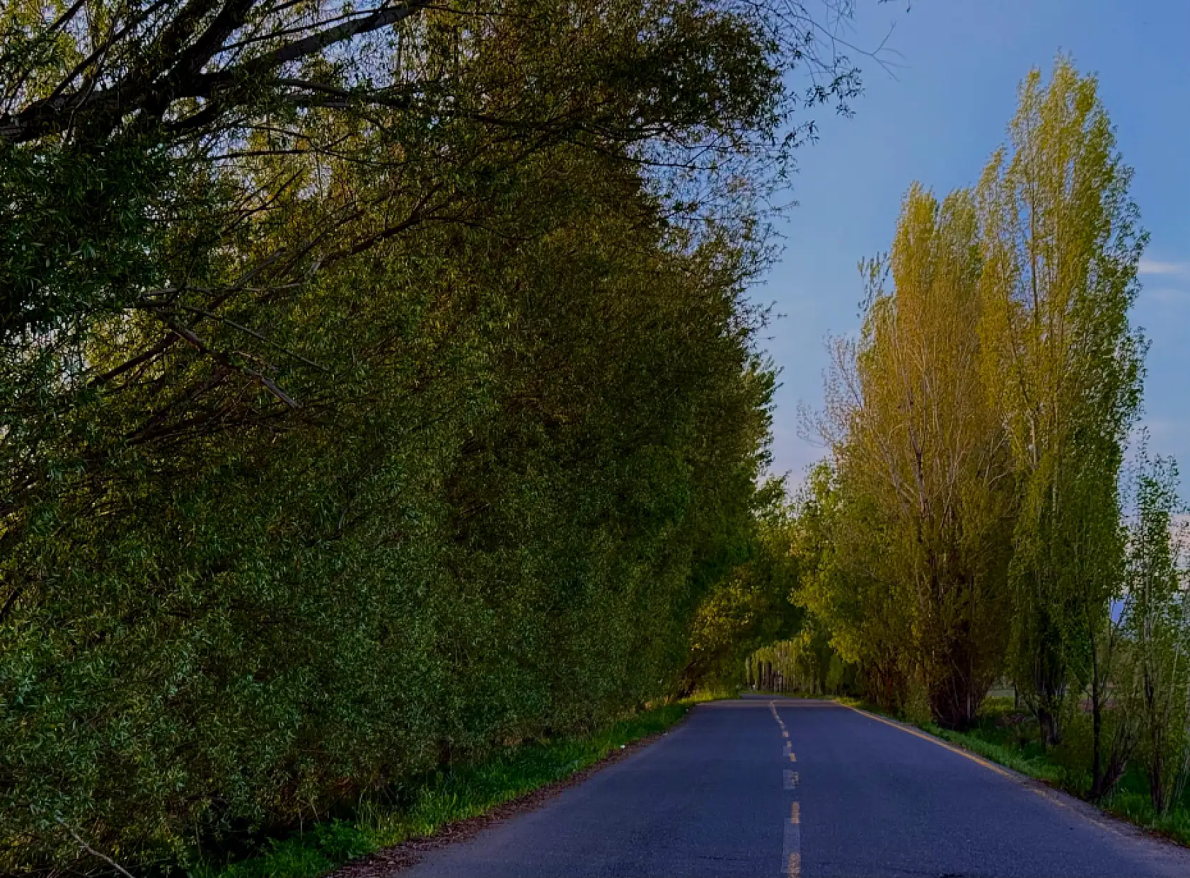 Ağrı'da ağaçlar tünel oluşturdu TRT park yolu yeniden yeşillendi