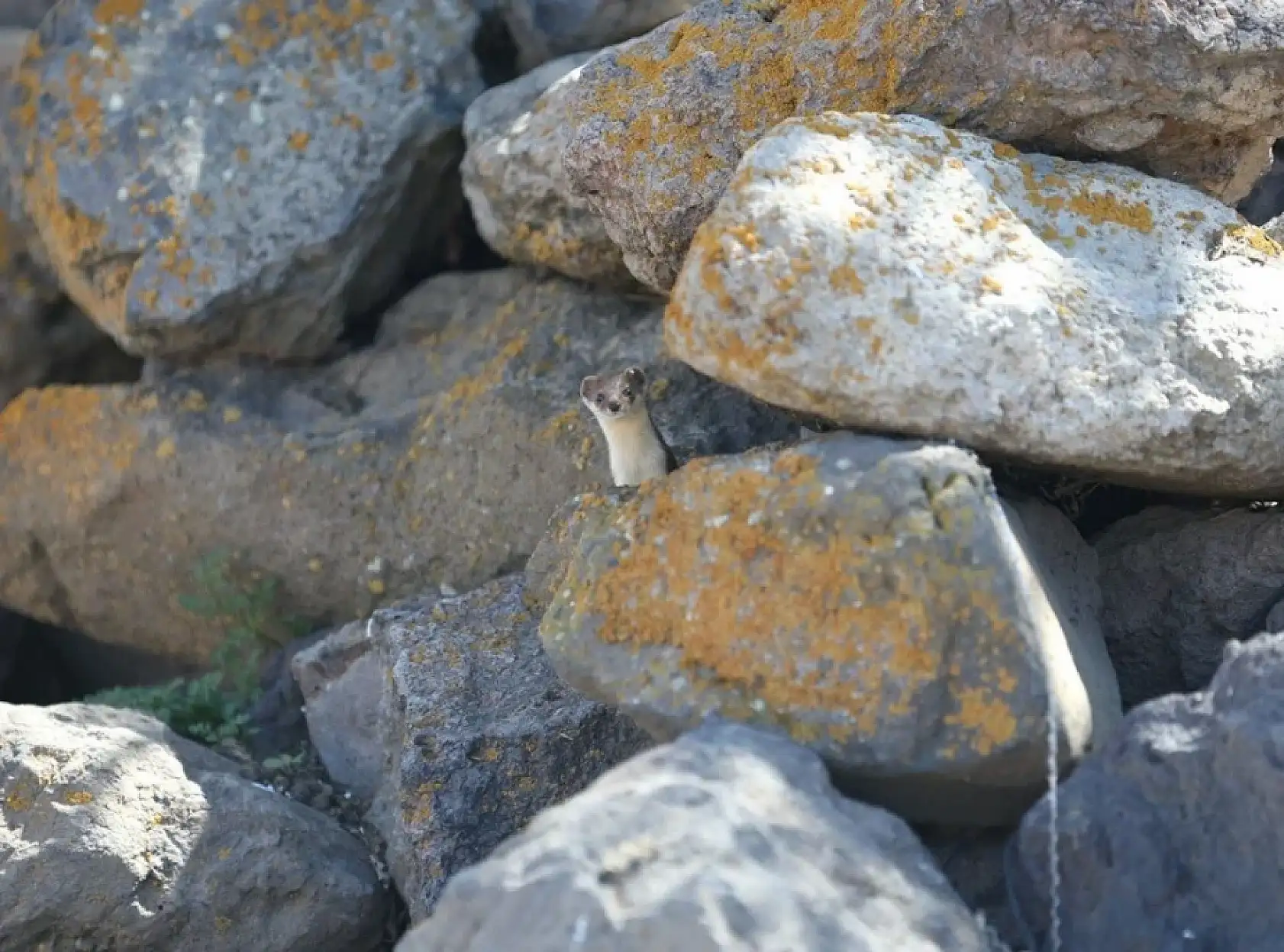 Doğada nadir rastlanıyor: Kars kırsalında görüntülendi