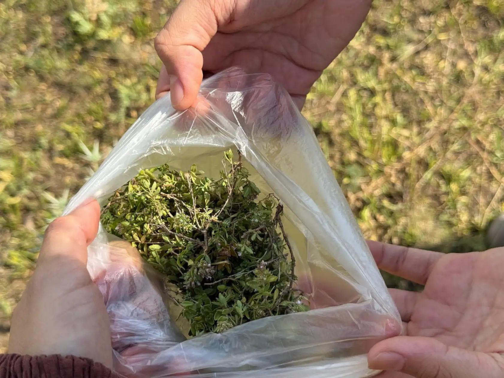 Ağrı'da Dağ Kekiği bereketi sürüyor: Yağışlı sezon hasadı uzattı