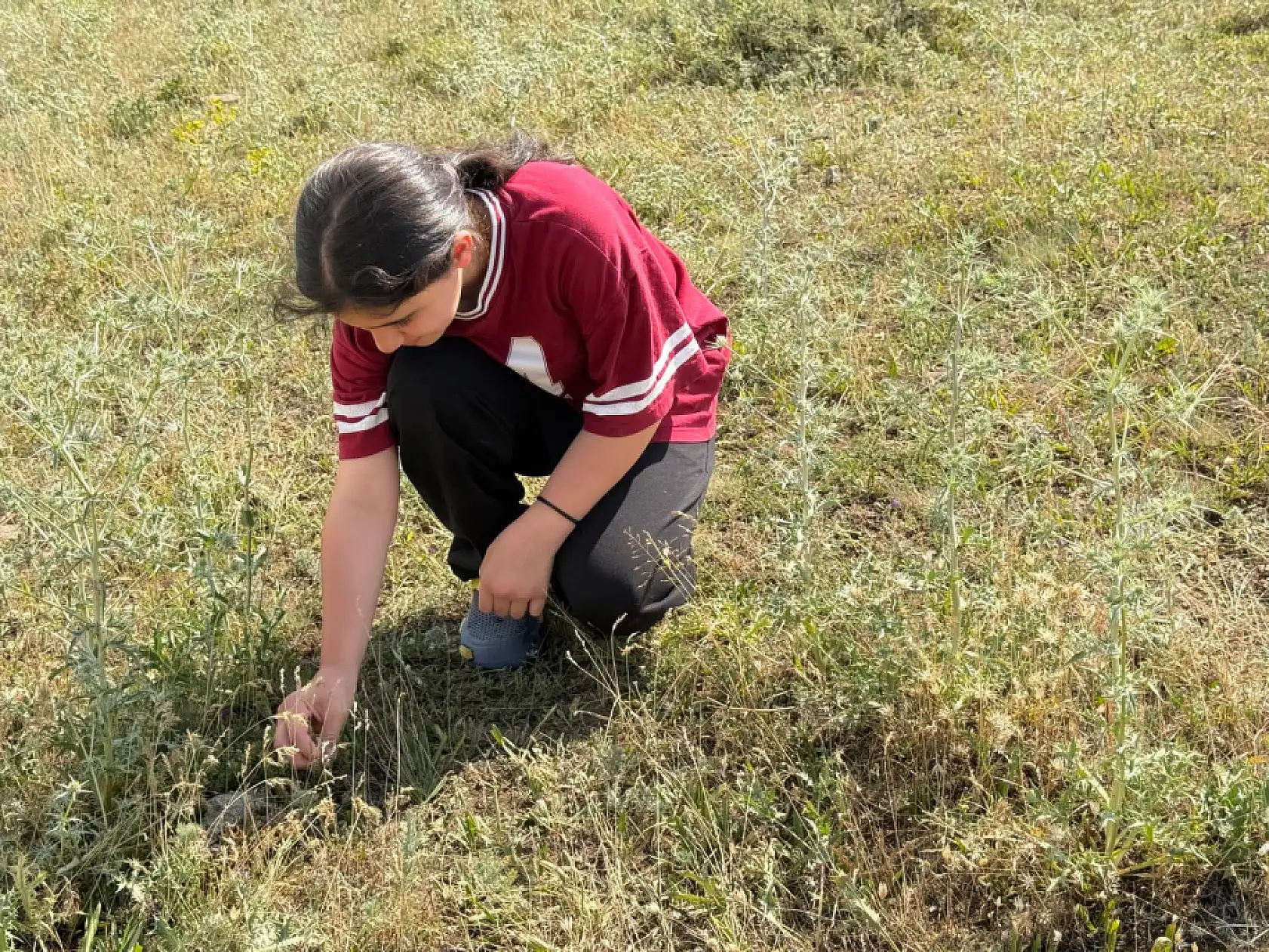 Ağrı'da Dağ Kekiği bereketi sürüyor: Yağışlı sezon hasadı uzattı