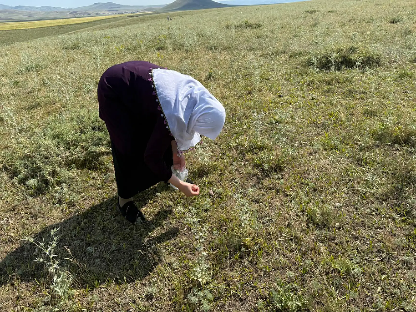 Ağrı'da Dağ Kekiği bereketi sürüyor: Yağışlı sezon hasadı uzattı