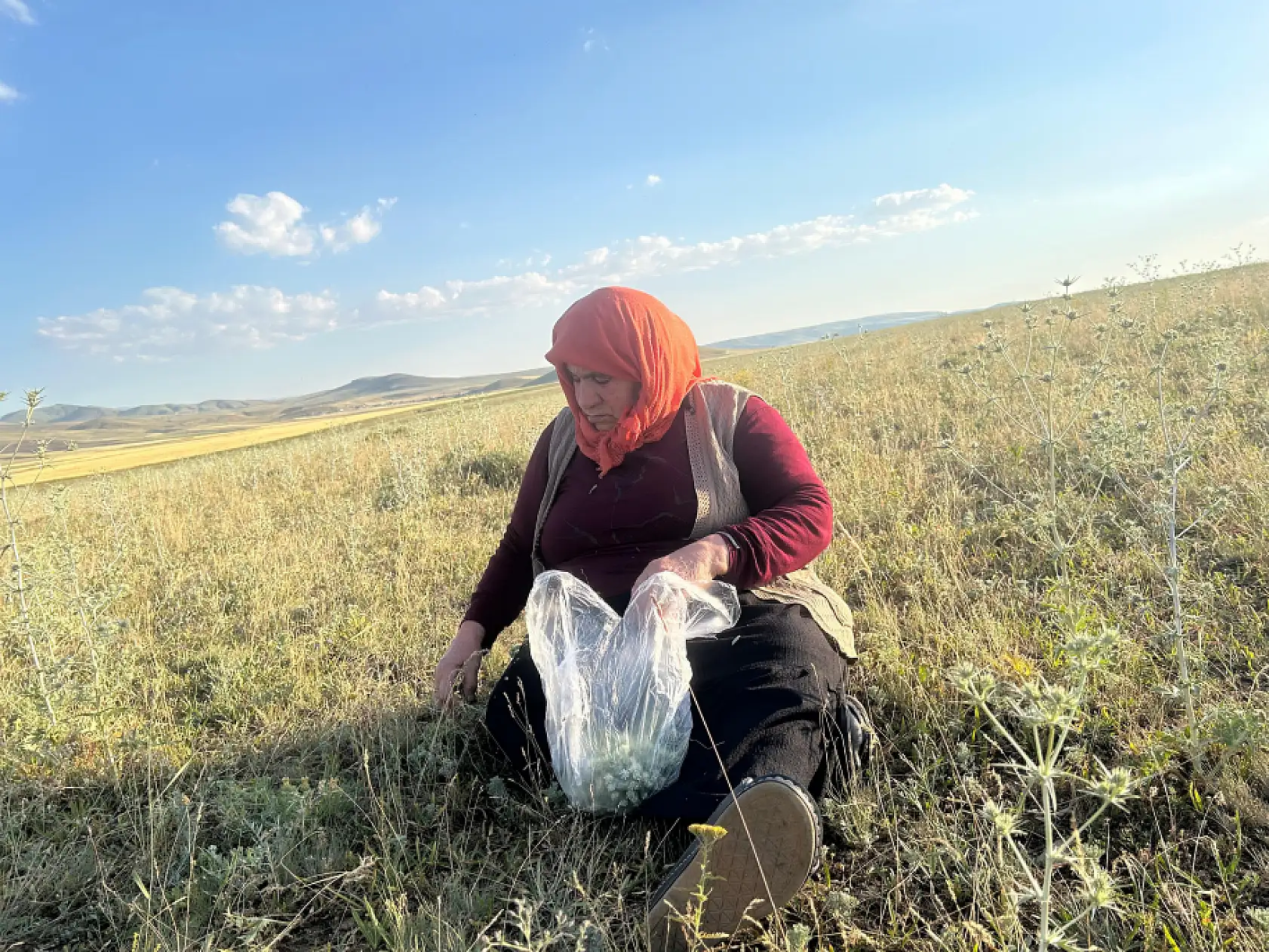 Ağrı köylerinde acı yavşan mesaisi: Kış için şifa deposu ot toplanıyor