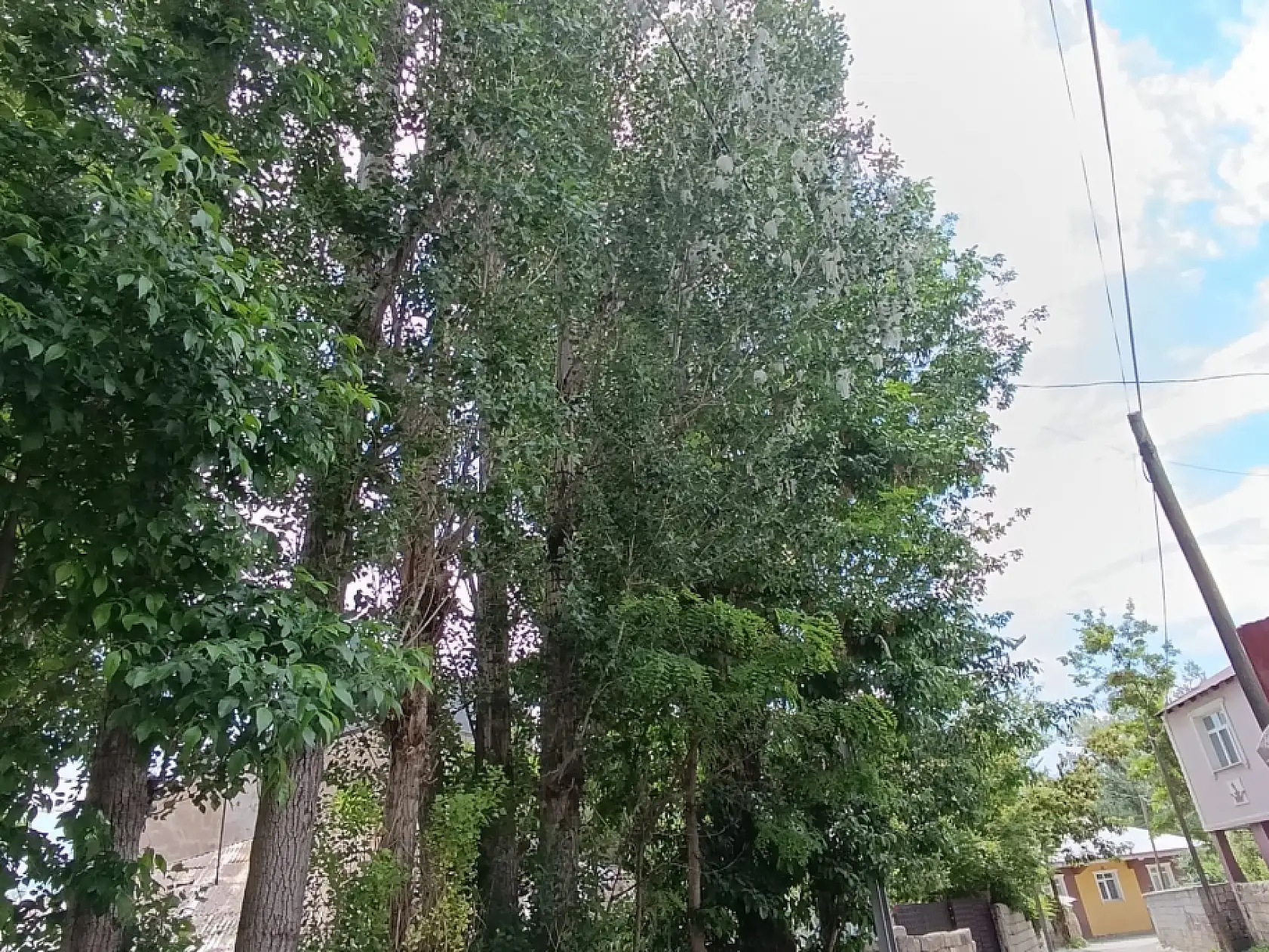 Ağrı'da kavak poleni kabusu! Vatandaşlar camlarını açamıyor