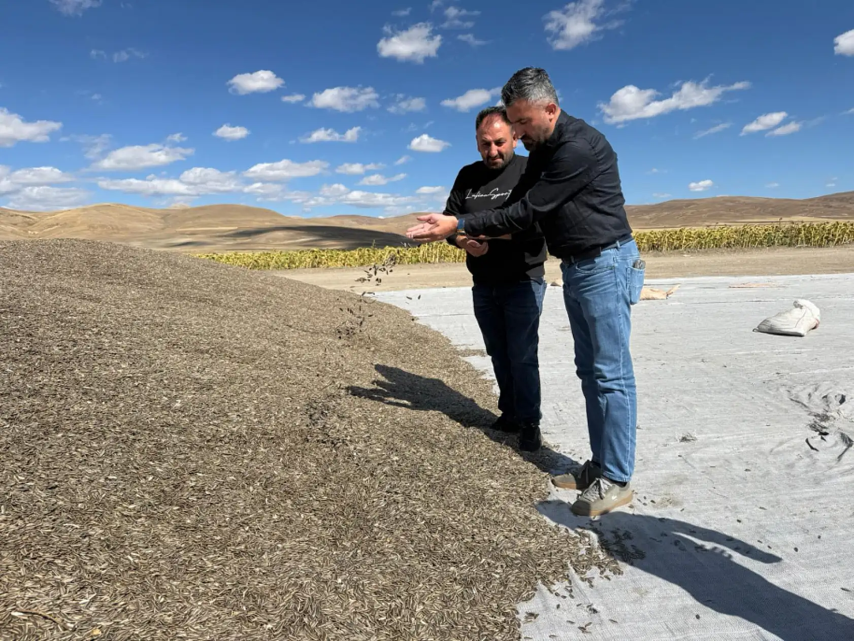 Ağrı'da ayçiçeği hasadı başladı, Başkan Yıldız çiftçilerle bir araya geldi