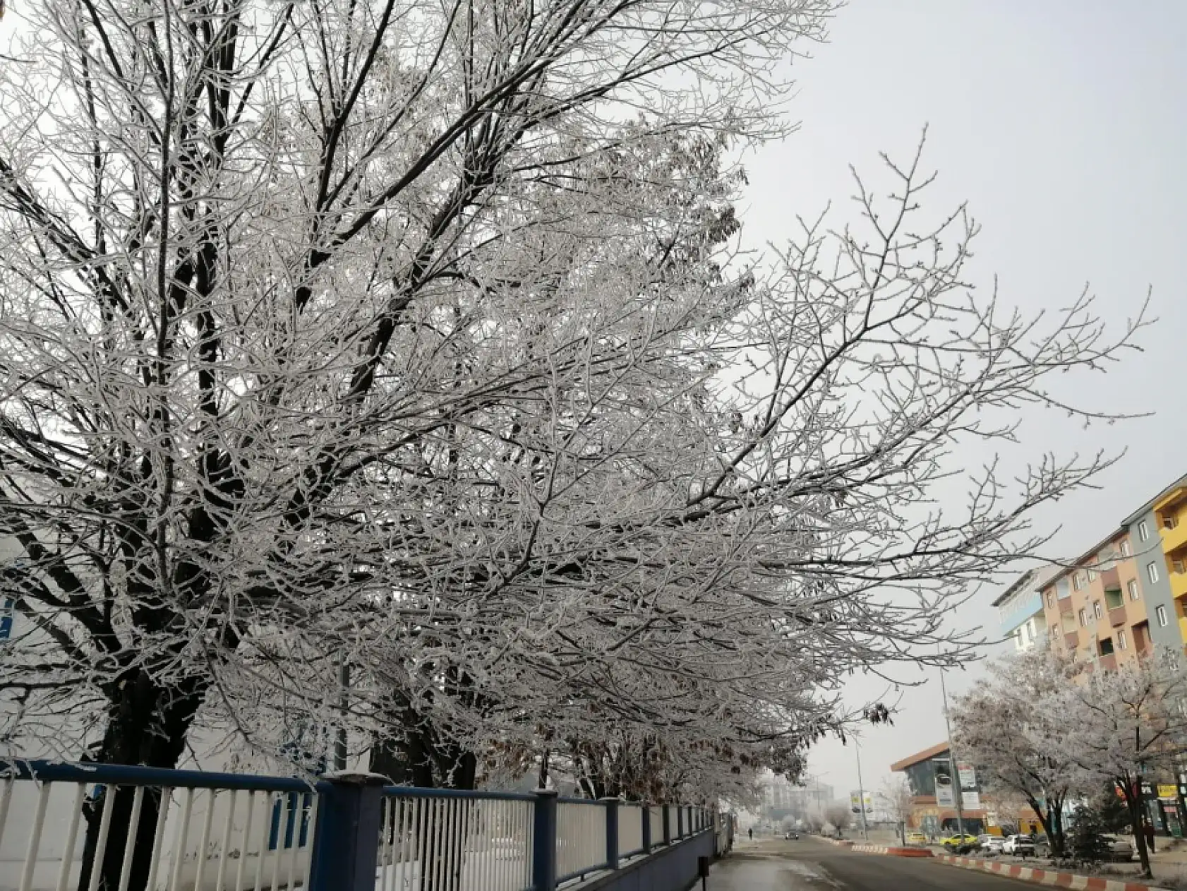 Sabah saatlerinde kırağı Ağrı'yı beyaza bürüdü