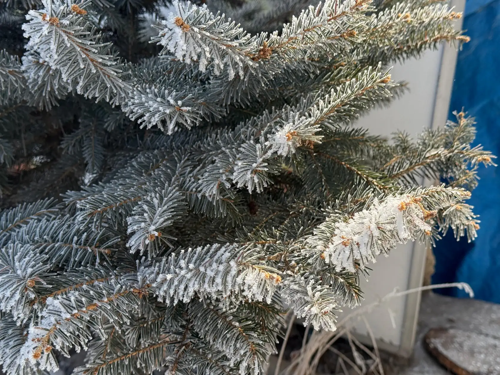 Ağrı'da soğuk ve kırağılı bir pazar günü