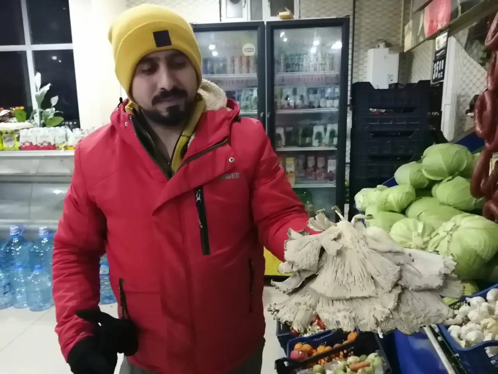 Ağrı'da istiridye mantarı yaygınlaşıyor