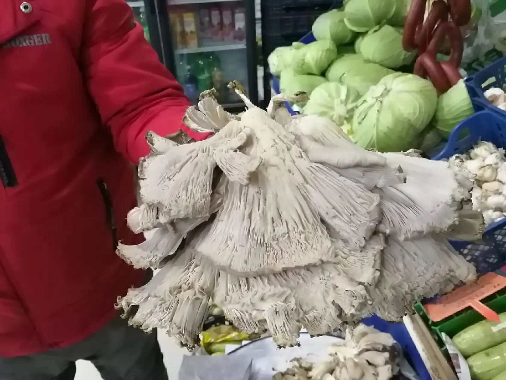 Ağrı'da istiridye mantarı yaygınlaşıyor