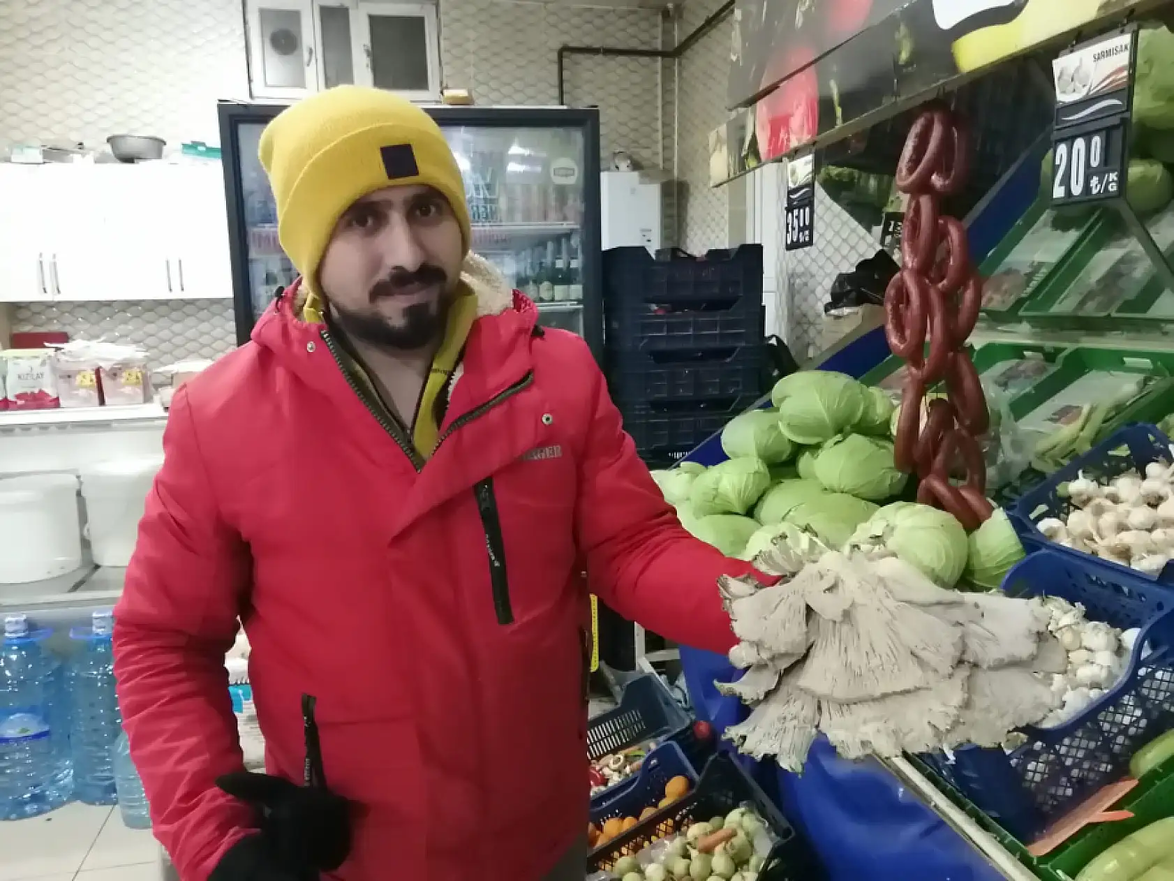 Ağrı'da istiridye mantarı yaygınlaşıyor